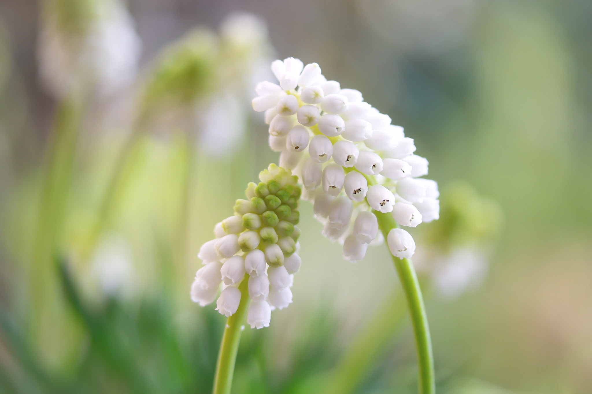 Canon EOS 760D (EOS Rebel T6s / EOS 8000D) + Canon EF-S 60mm F2.8 Macro USM sample photo. Big you can lean on small me ♡ photography