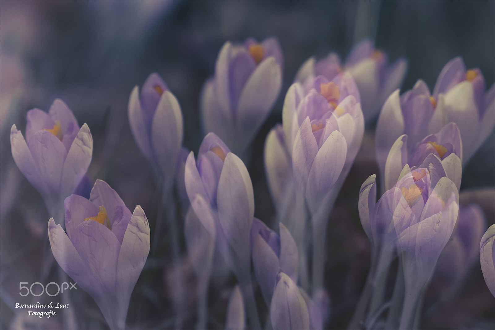 Nikon D7100 sample photo. Purple spring feelings photography