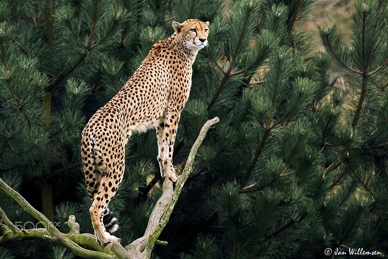 Canon EF 100-400mm F4.5-5.6L IS USM sample photo. Cheetah photography