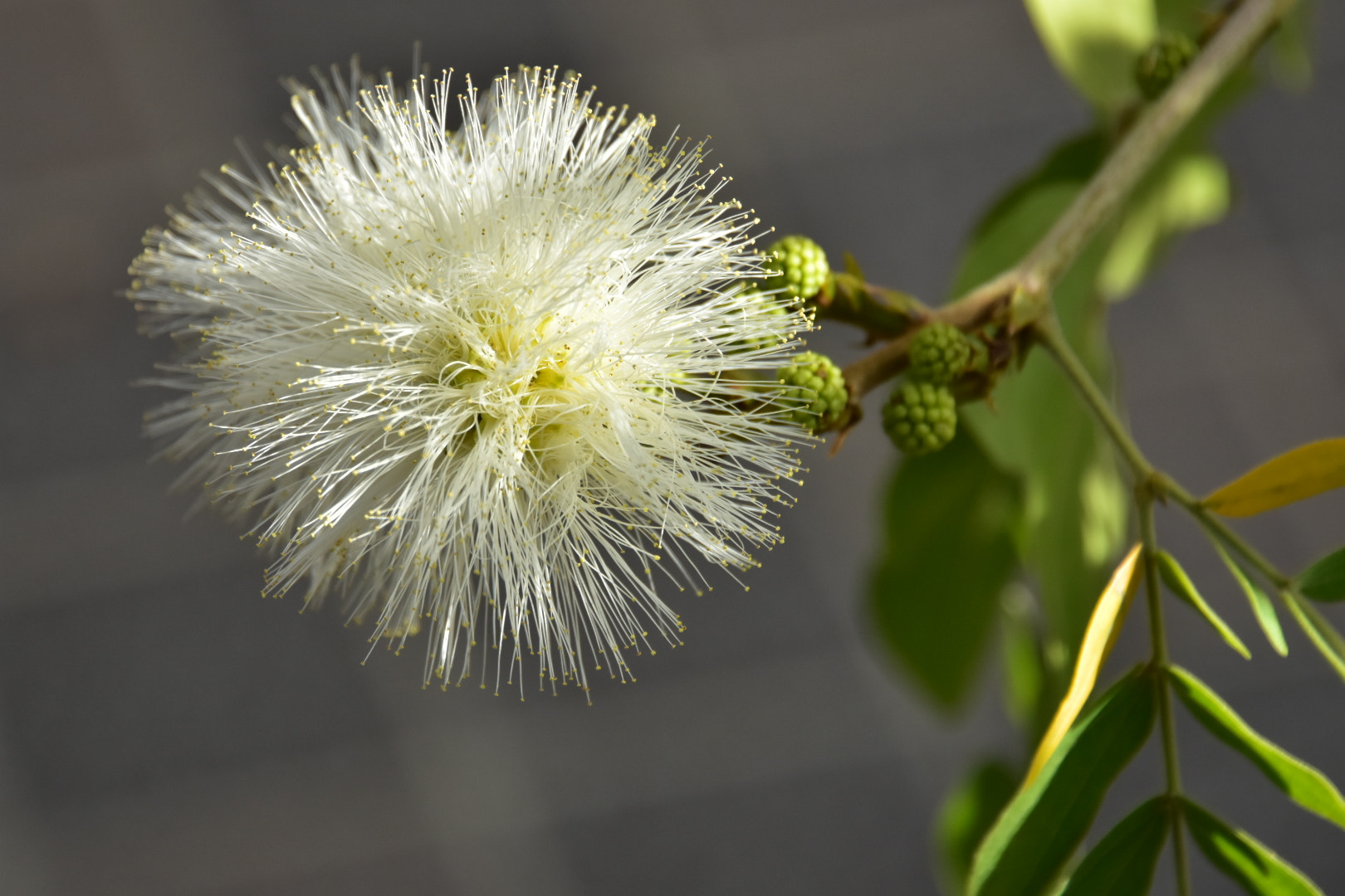 Nikon D7200 sample photo
