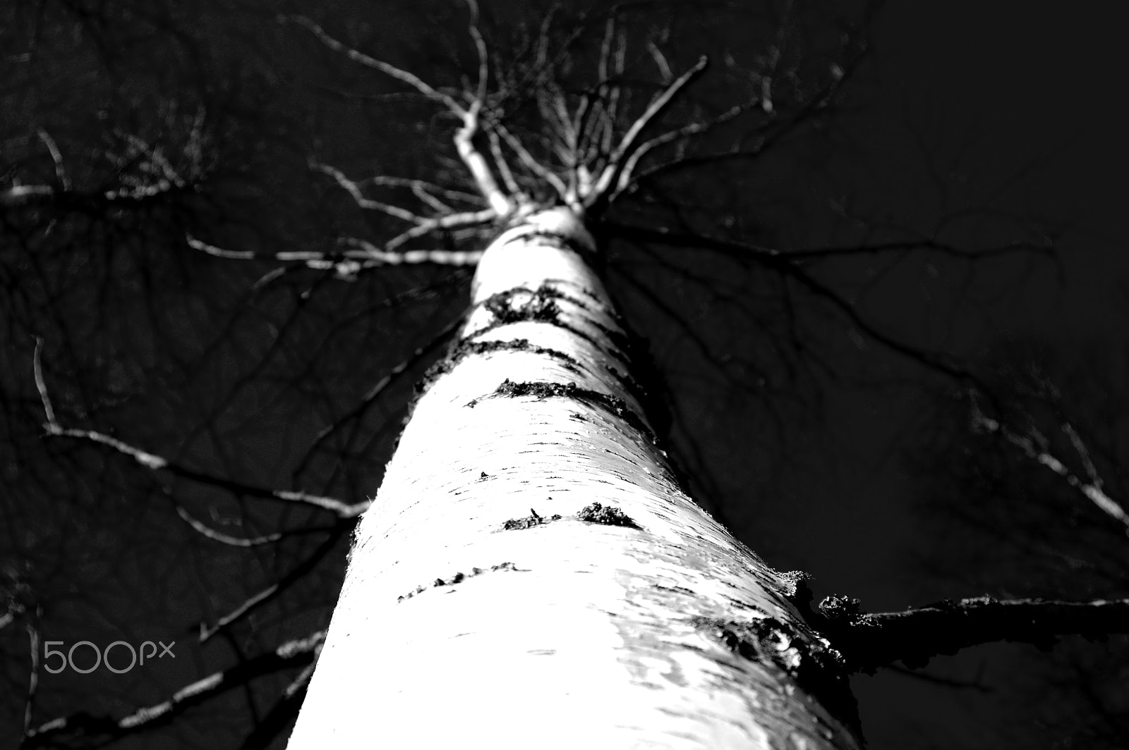 Sigma 17-35mm F2.8-4 EX DG sample photo. Tree ... photography