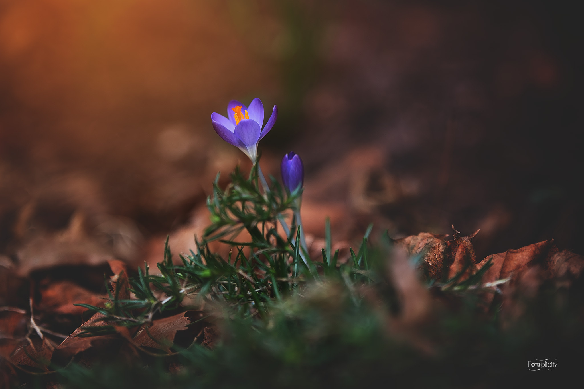 Nikon D750 + Nikon AF-S Nikkor 200mm F2G ED-IF VR sample photo. Crocus in february photography