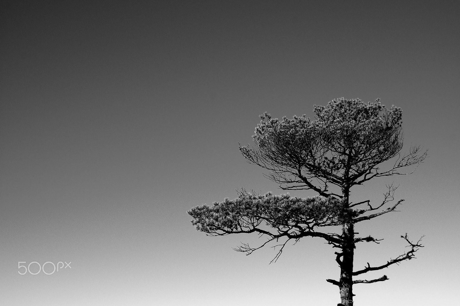 Pentax K-3 II + Tamron 35-90mm F4 AF sample photo. Tree ... photography