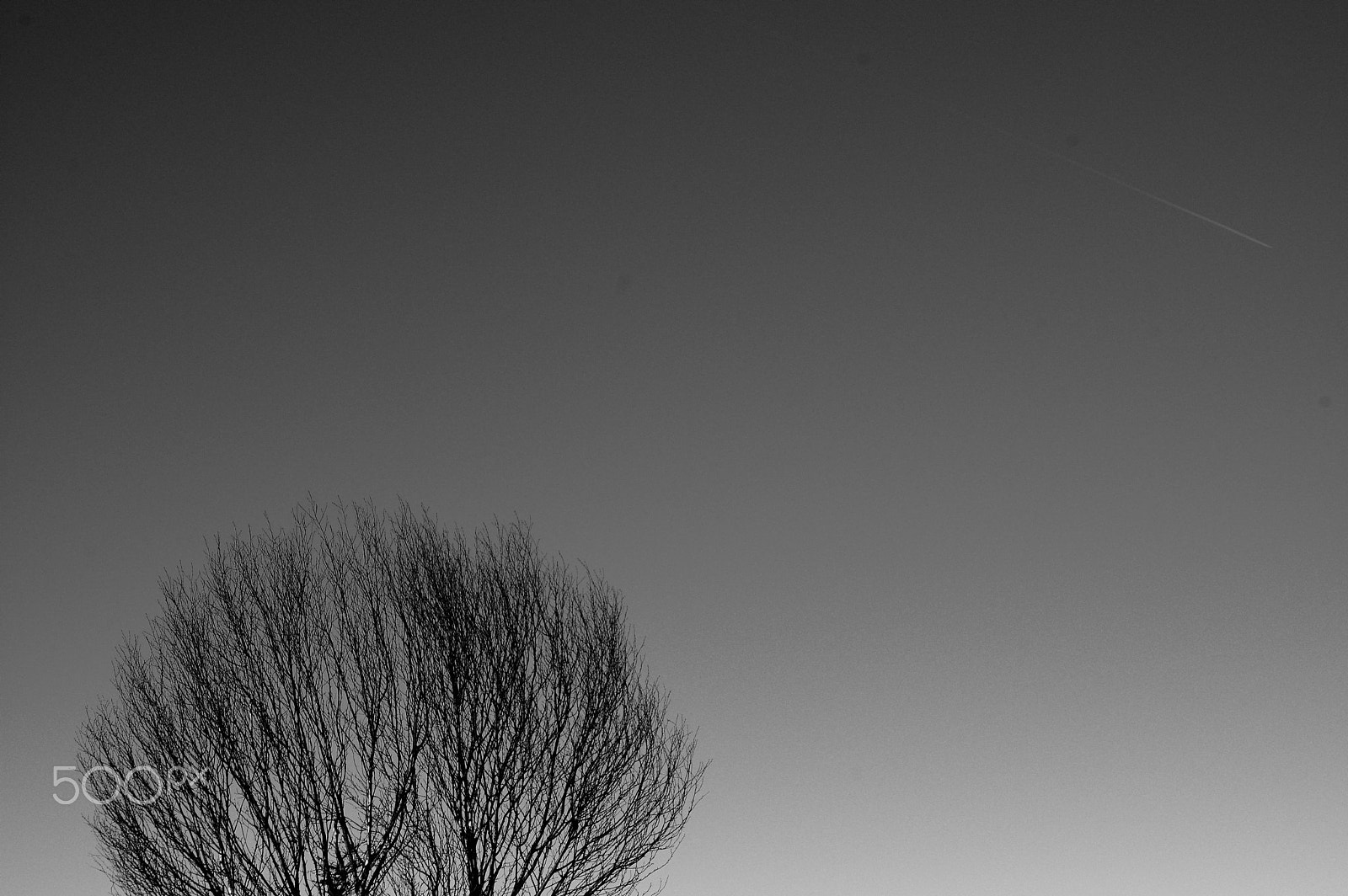 Pentax K-3 II sample photo. Tree ... photography