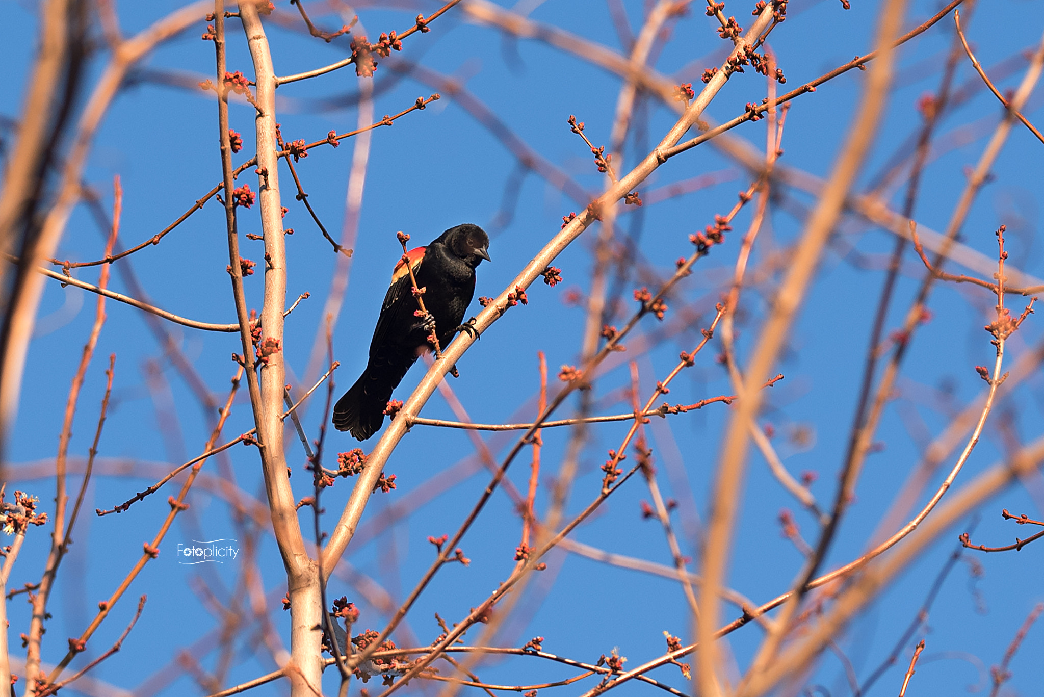 Nikon AF-S Nikkor 200mm F2G ED-IF VR sample photo. Redwingedblackbird photography