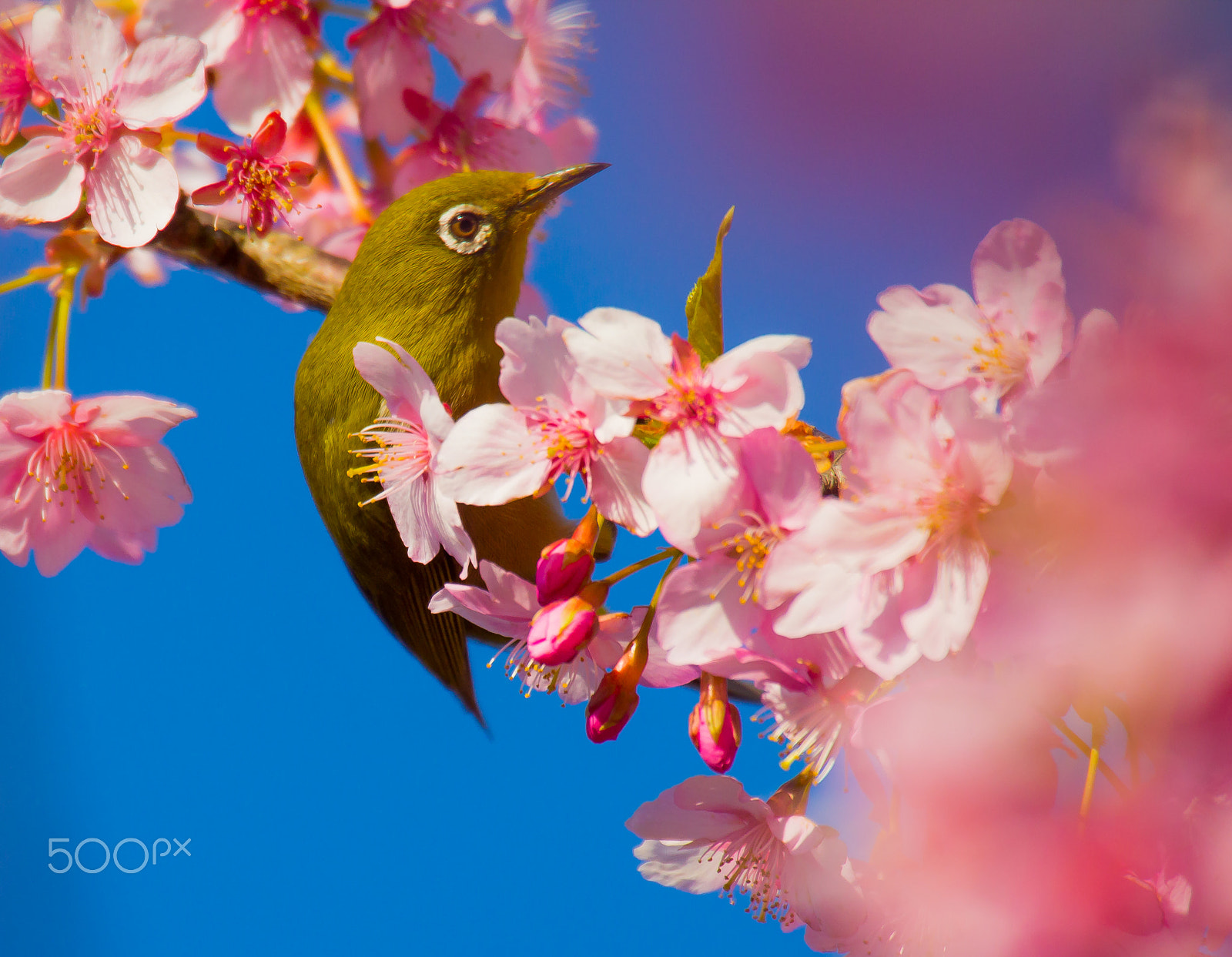 Canon EOS 60D sample photo. Sakura and birds photography