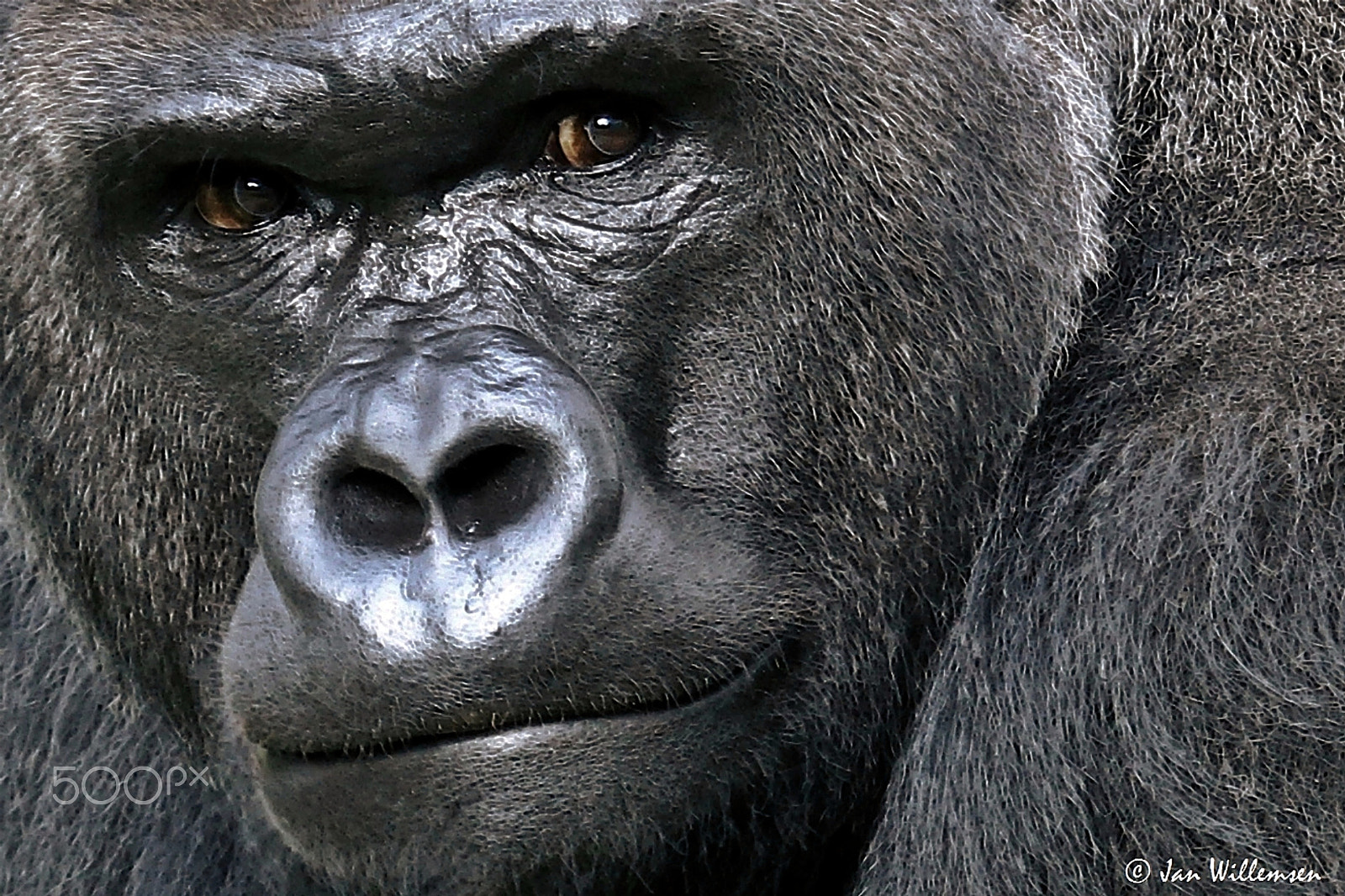 Canon EOS-1D Mark IV + Canon EF 100-400mm F4.5-5.6L IS USM sample photo. Gorilla photography