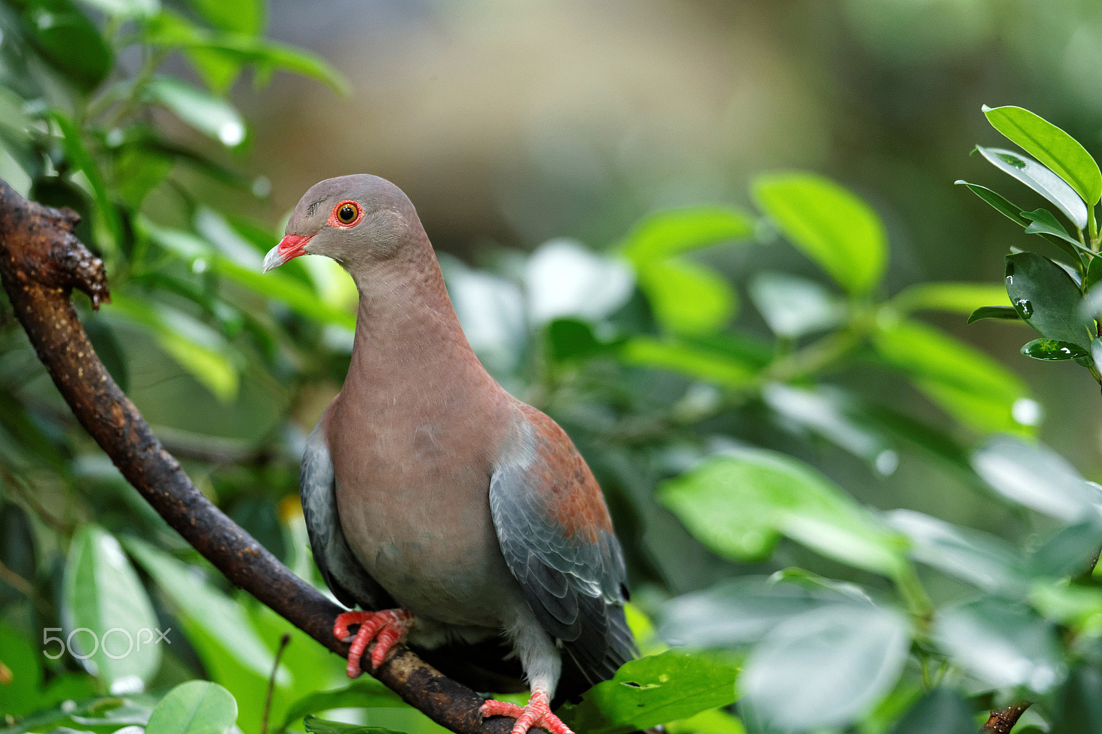 Tamron SP 150-600mm F5-6.3 Di VC USD sample photo. Bird park photography