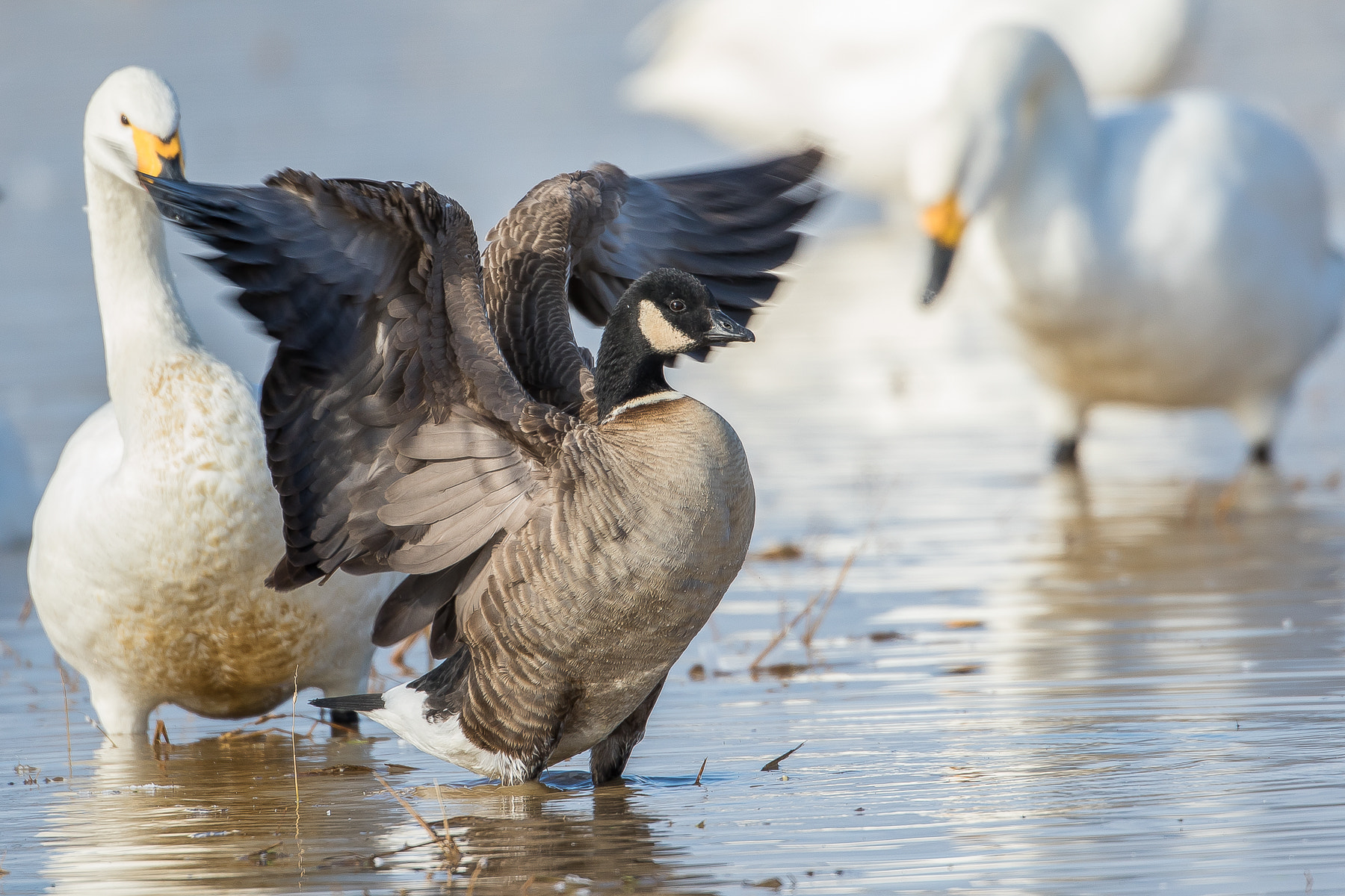 Canon EF 500mm F4L IS USM sample photo. Flapping(cackling goose) photography