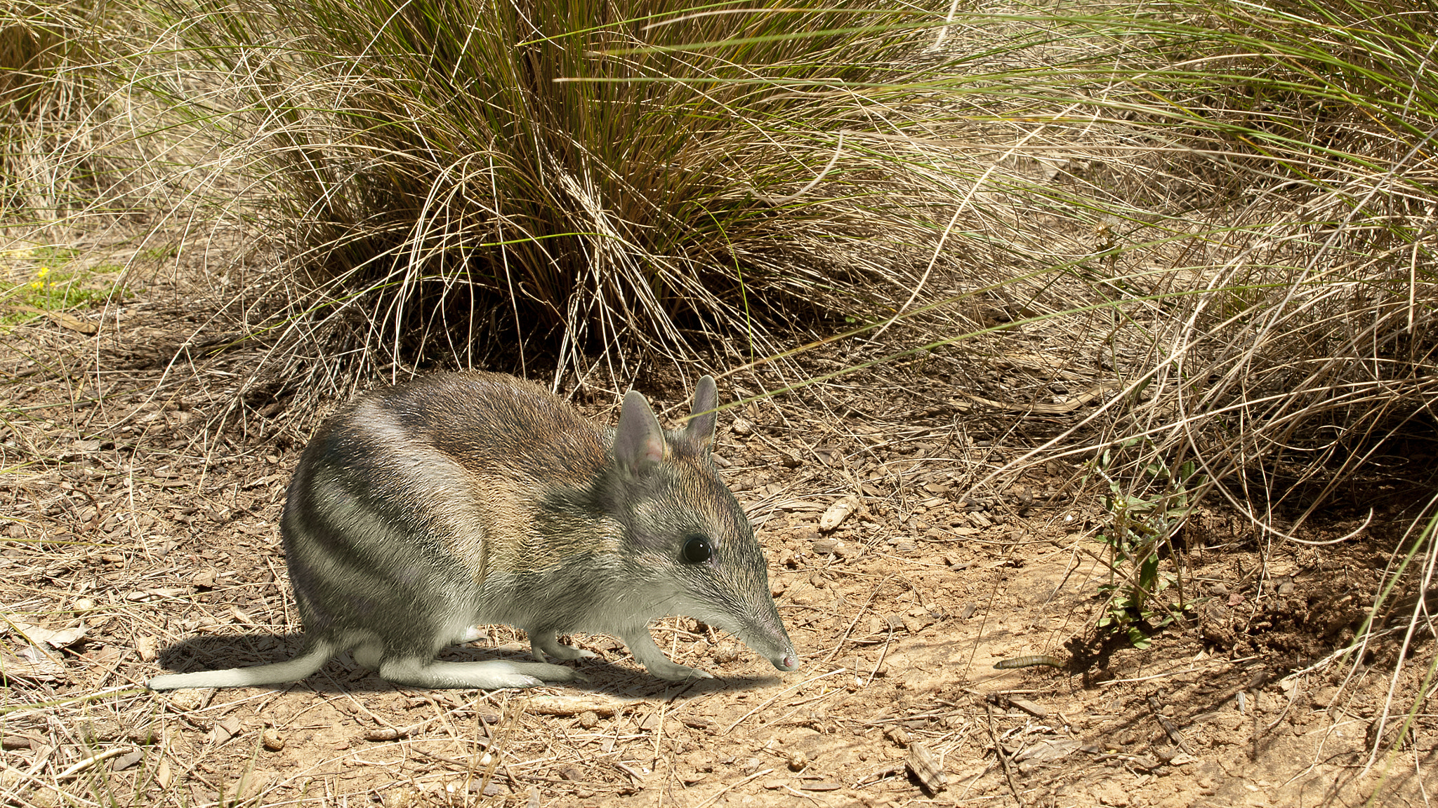 Nikon D200 + AF Zoom-Nikkor 28-105mm f/3.5-4.5D IF sample photo. Eastern barred bandicoot photography