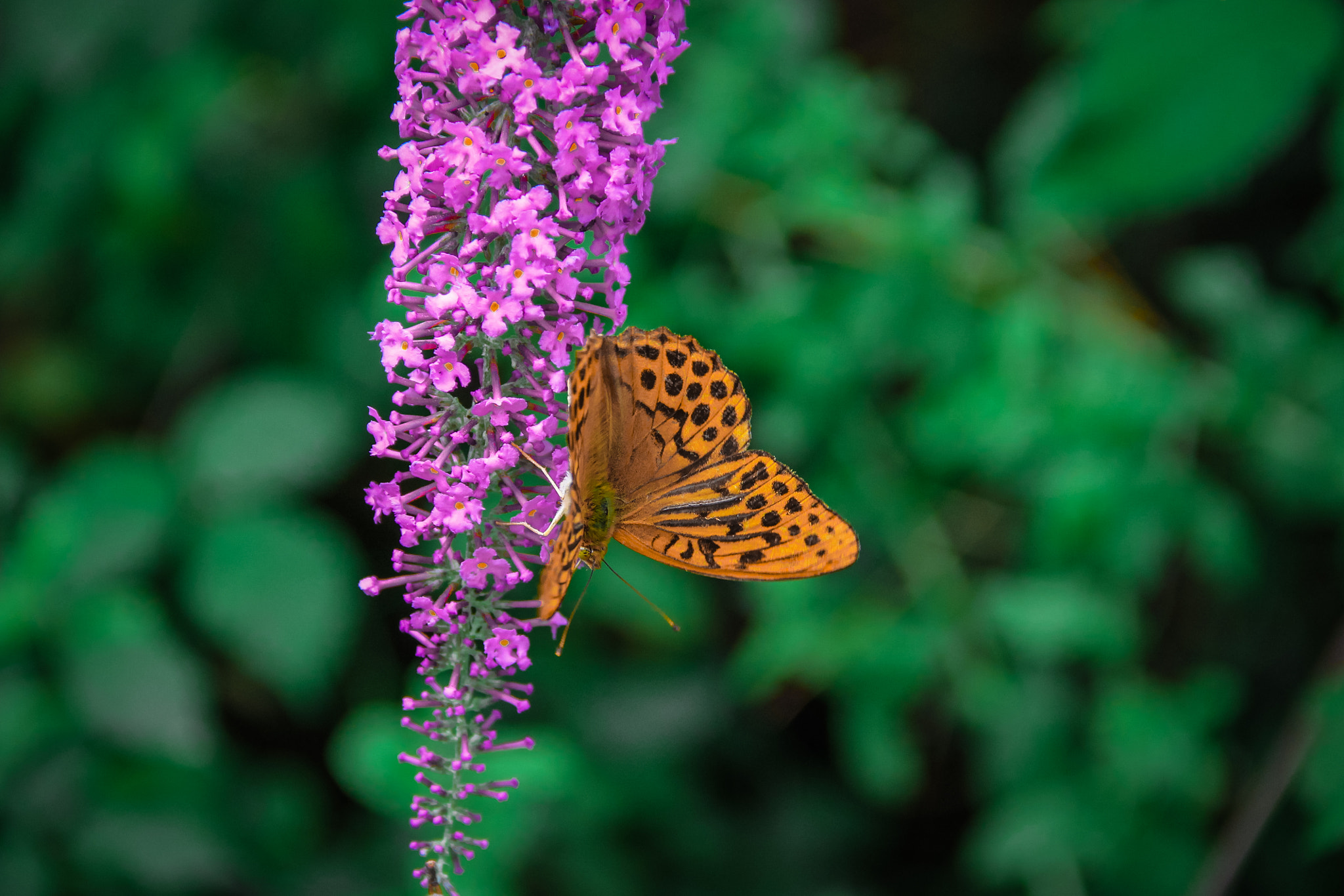Canon EF-S 18-135mm F3.5-5.6 IS sample photo. Tximeleta  photography
