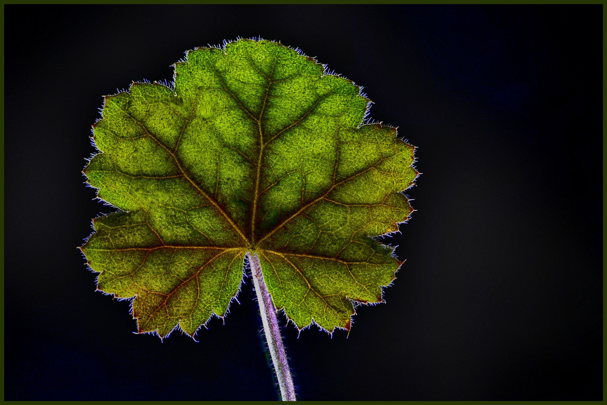 Tokina AT-X Pro 100mm F2.8 Macro sample photo. To be leaf photography