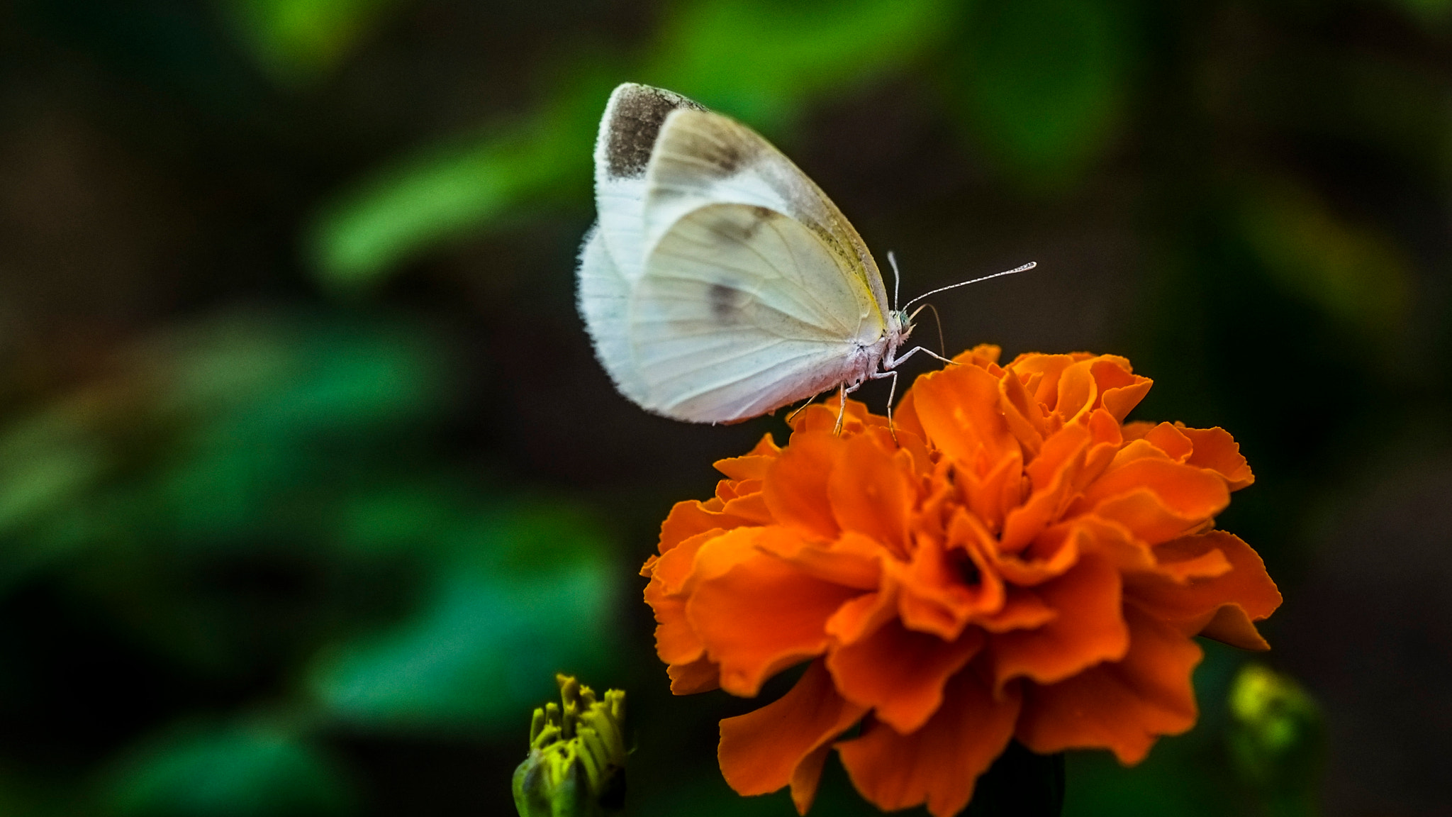 Fujifilm X-E1 + Fujifilm XF 60mm F2.4 R Macro sample photo. 白粉蝶 photography