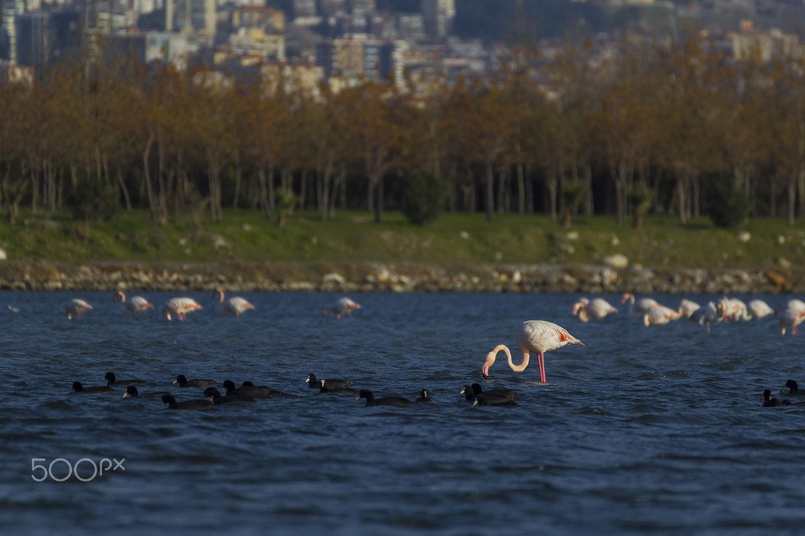Canon EOS 60D sample photo. Natural life photography