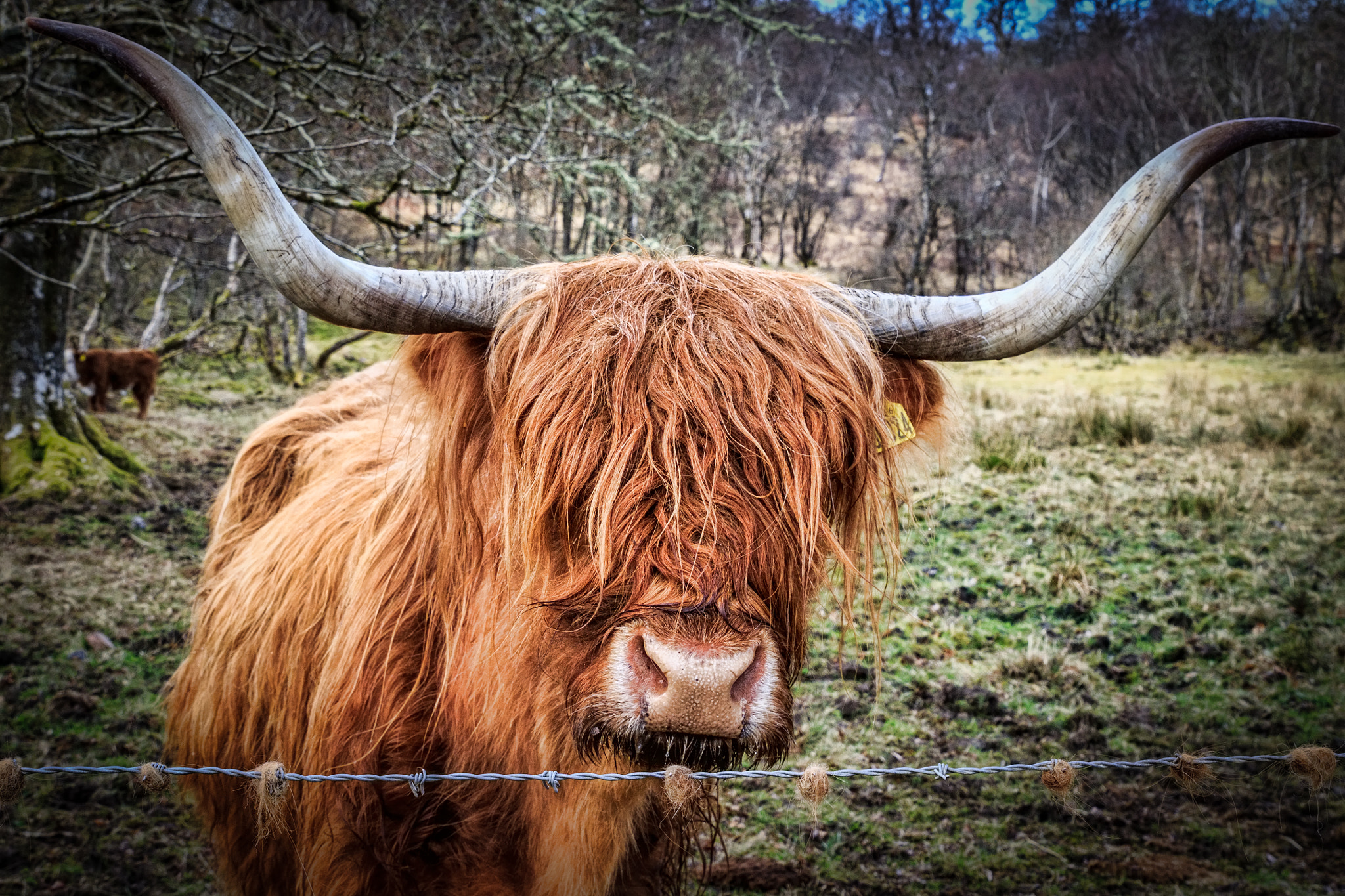 Sigma 24-70mm F2.8 EX DG Macro sample photo. Highland cow photography