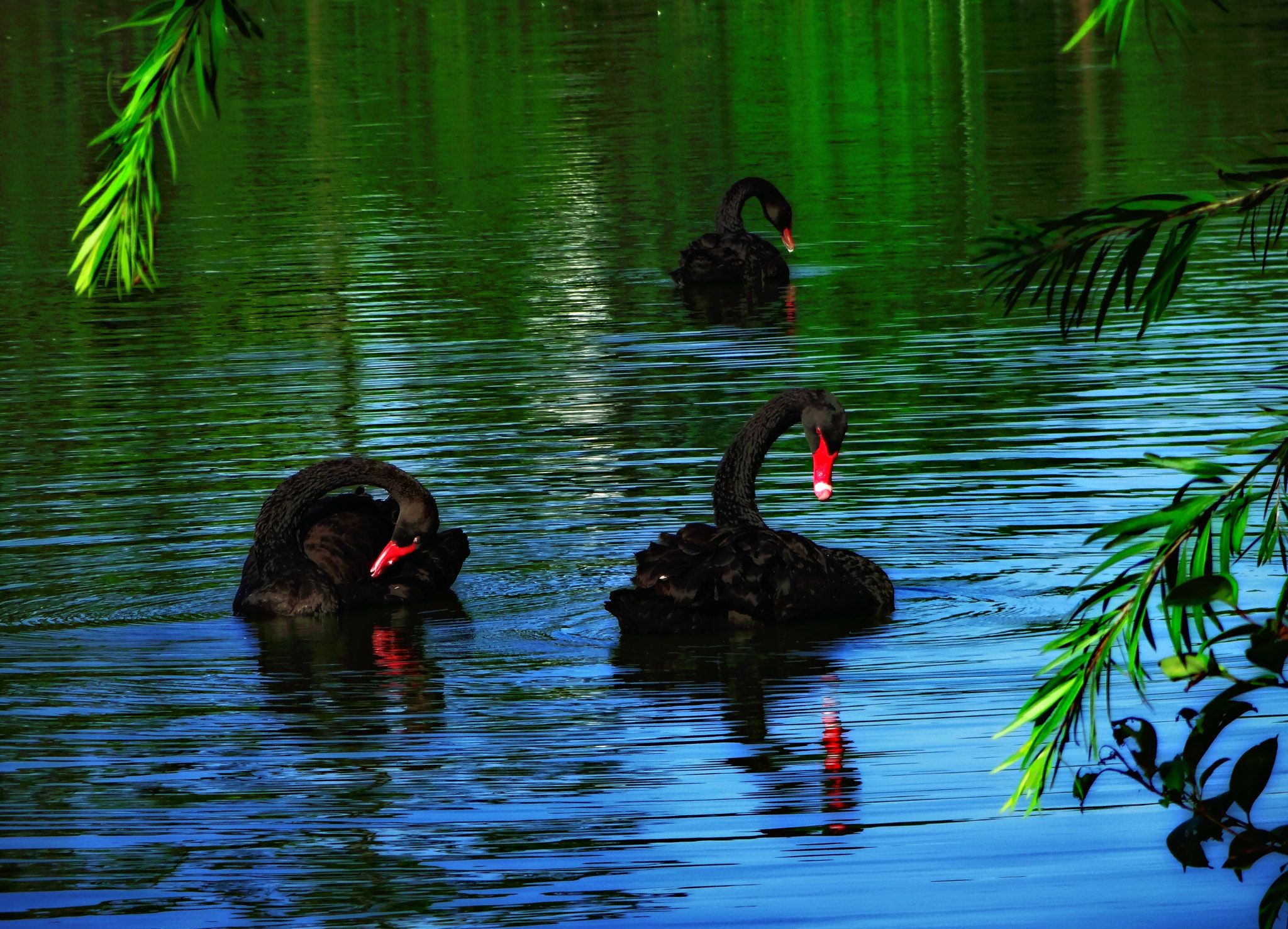 Sony DSC-WX100 sample photo. Black swans photography