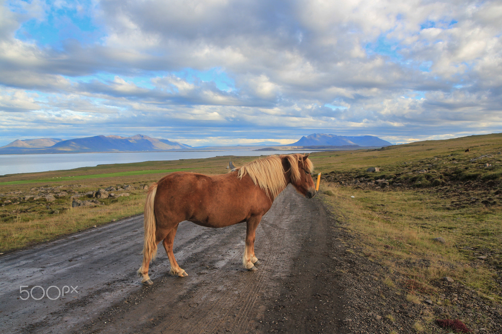 Canon EOS 550D (EOS Rebel T2i / EOS Kiss X4) + Canon TS-E 90mm F2.8 Tilt-Shift sample photo. Vatnsnes península - iceland photography