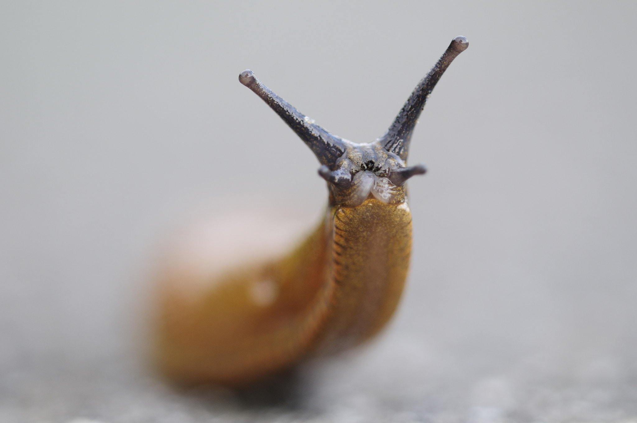 Sigma 150mm F2.8 EX DG Macro HSM sample photo. Slug / nacktschnecke photography