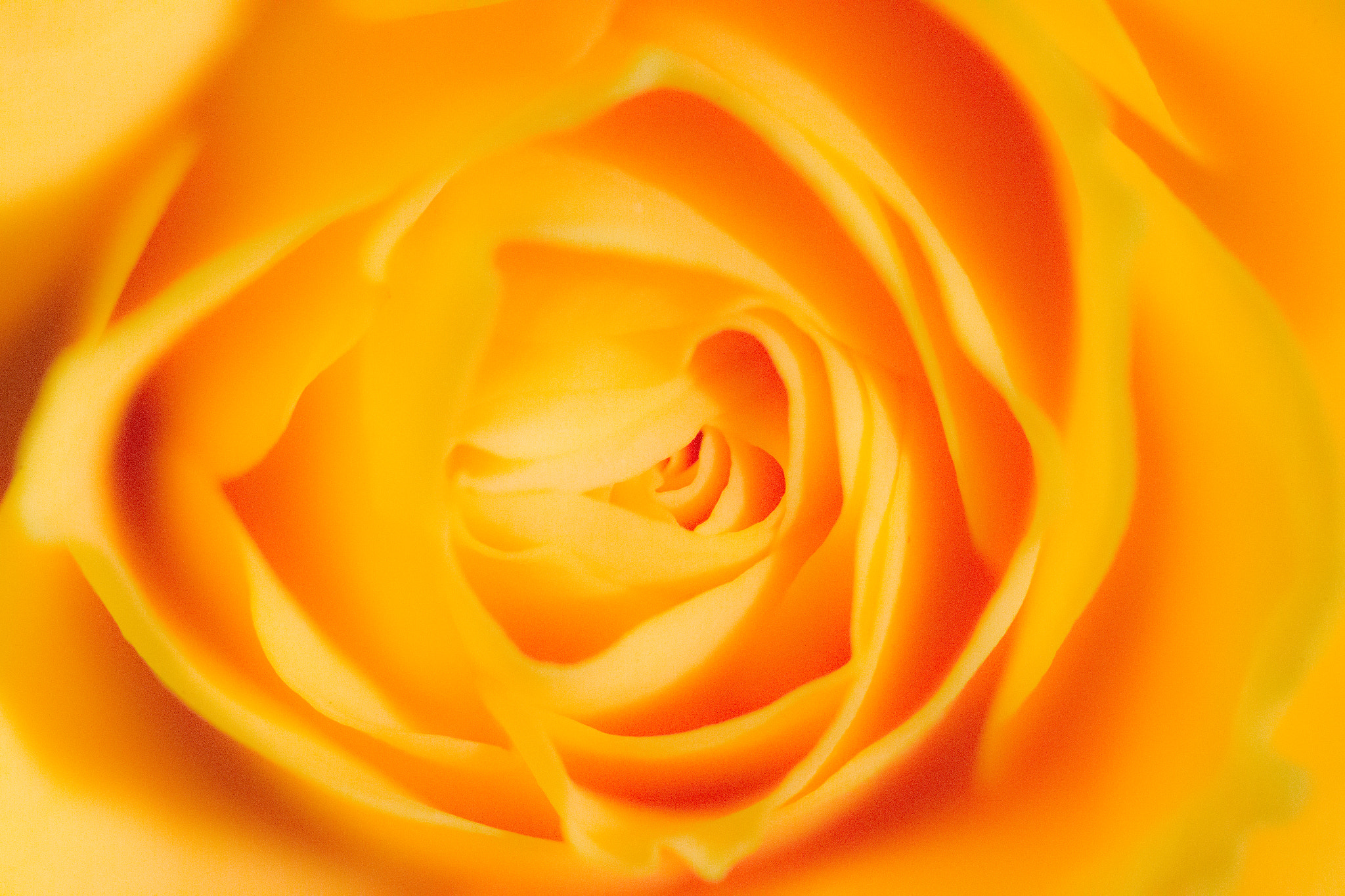 Canon EF 100mm F2.8L Macro IS USM sample photo. For you photography