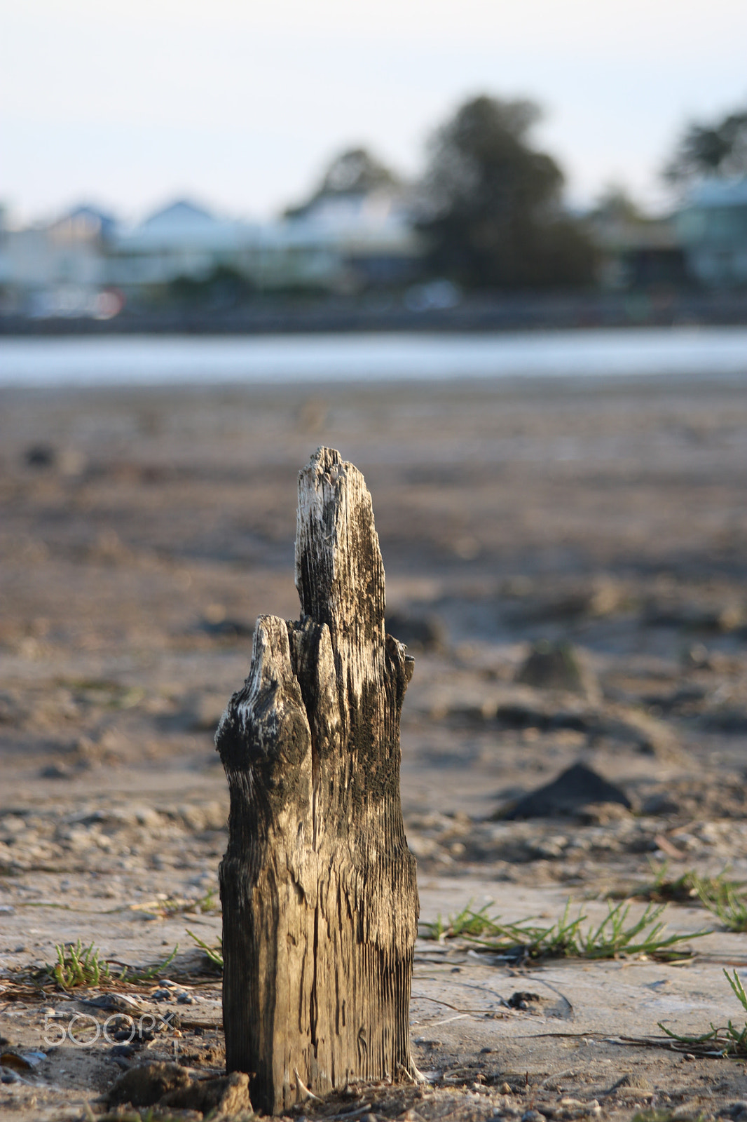 Canon EF 35-135mm f/3.5-4.5 sample photo. Drift wood photography