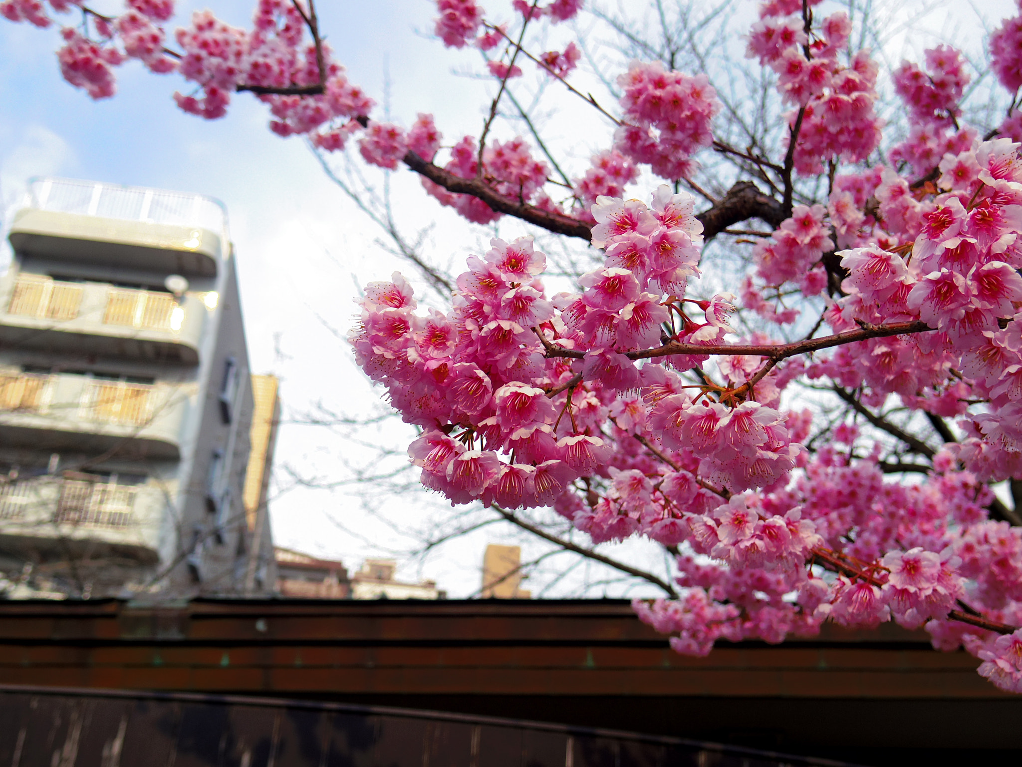 Pentax Q7 sample photo. Sakura photography
