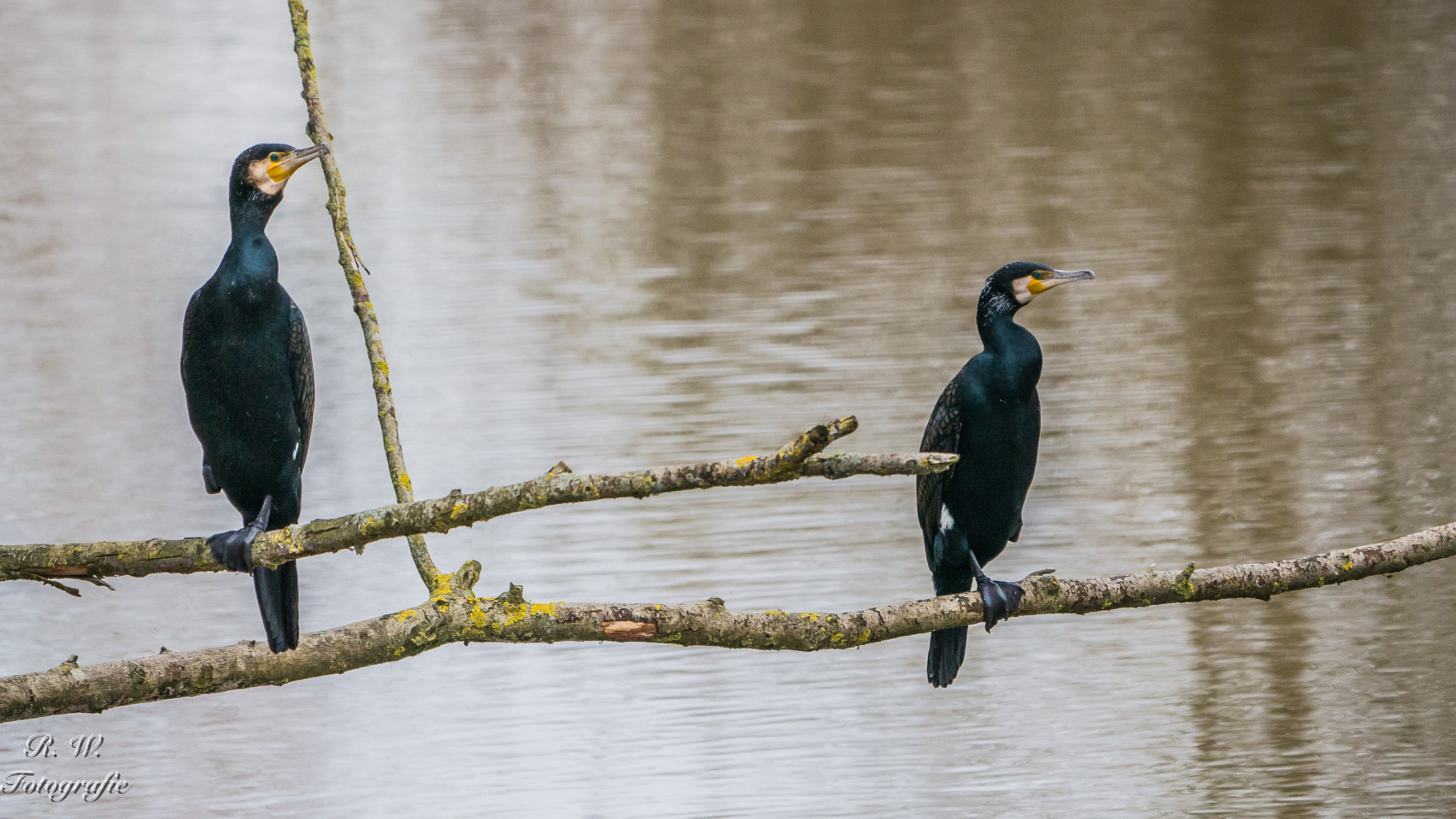 Panasonic DMC-G81 + LEICA DG 100-400/F4.0-6.3 sample photo. Kormoran photography