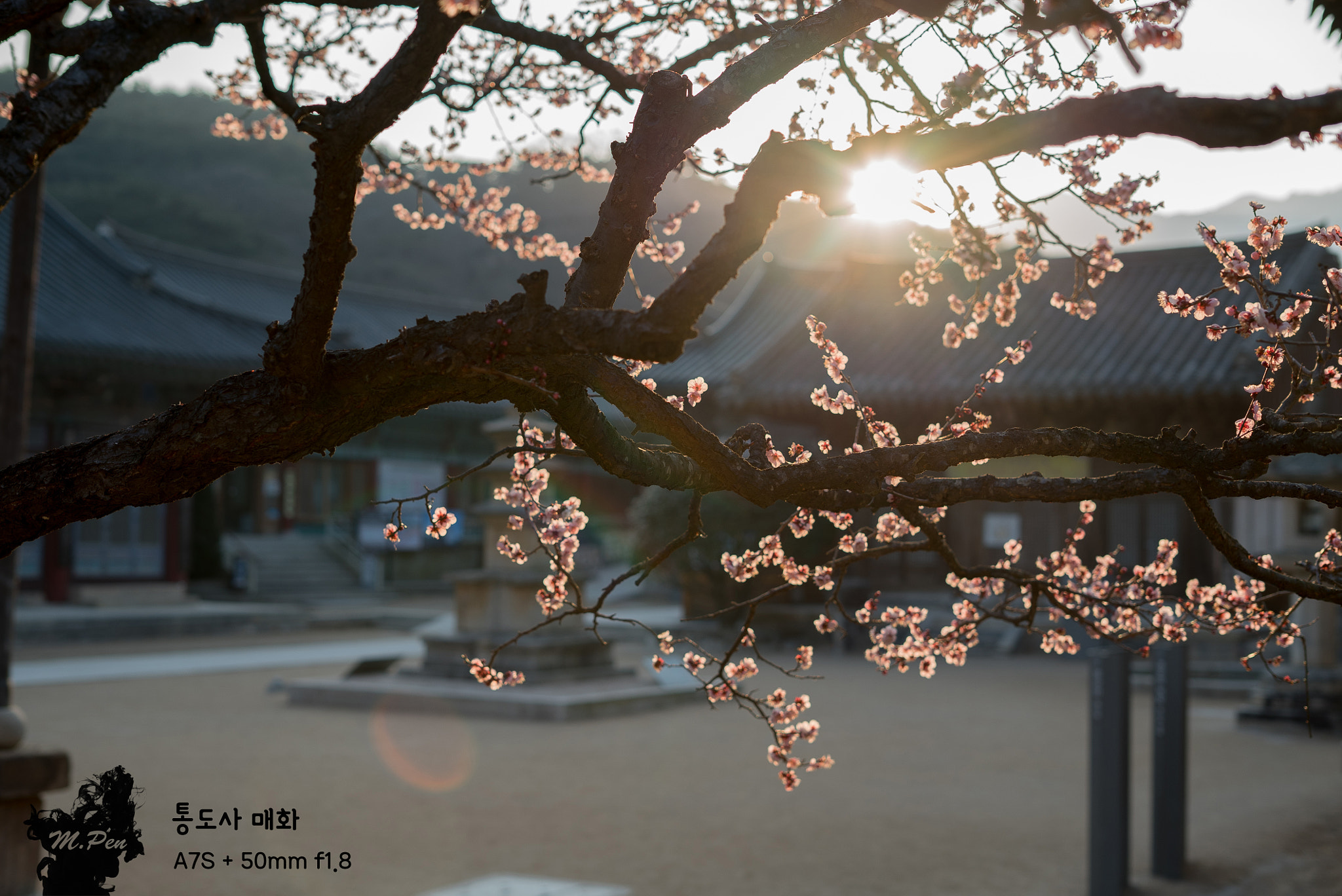 Sony a7S sample photo. Apricot flower of tongdo temple photography