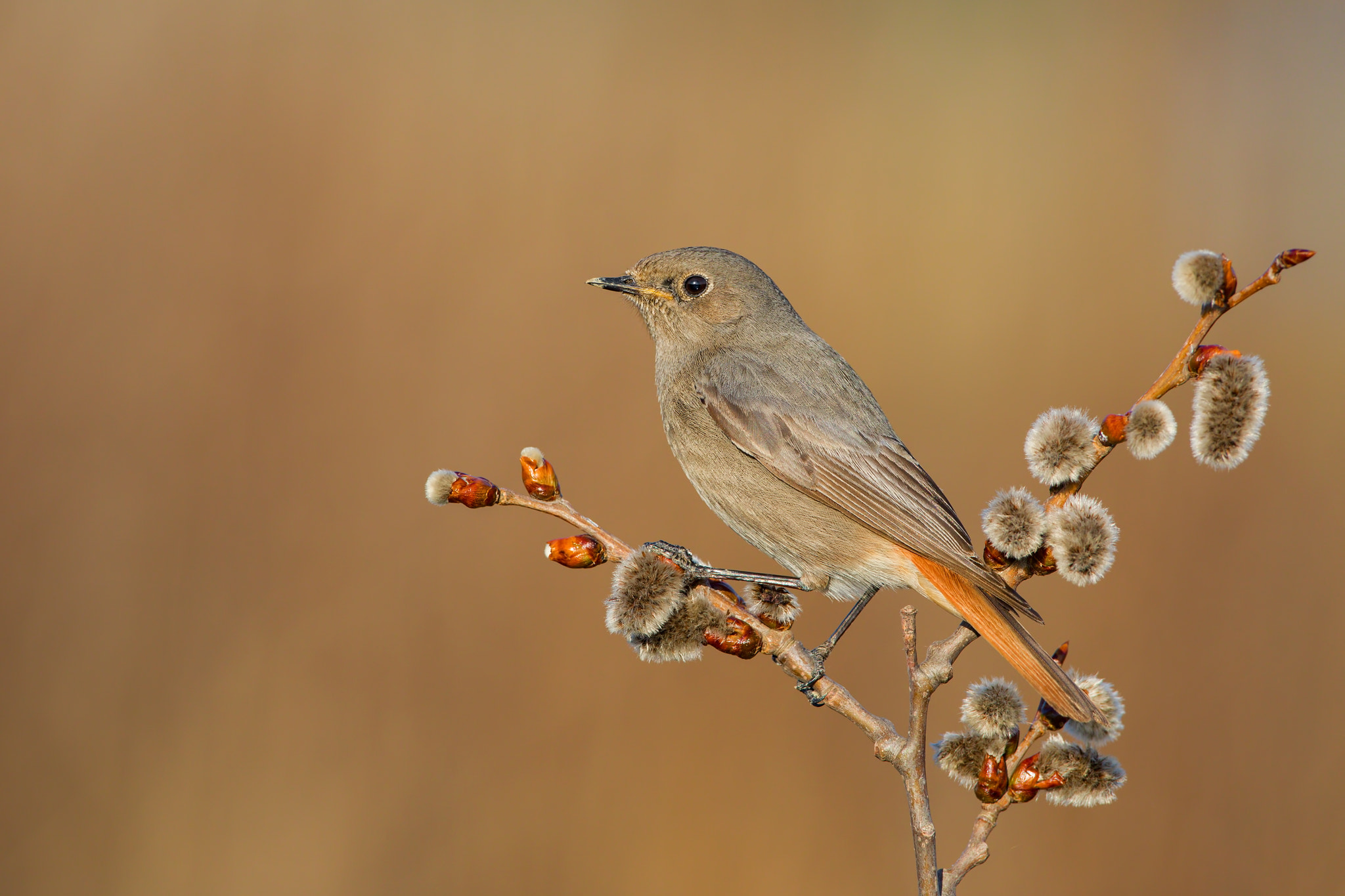 Canon EF 500mm F4L IS USM sample photo. Black redstart photography