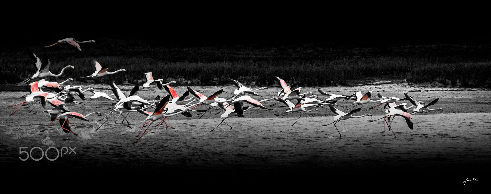 Nikon D5500 sample photo. Flamingos taking flight photography
