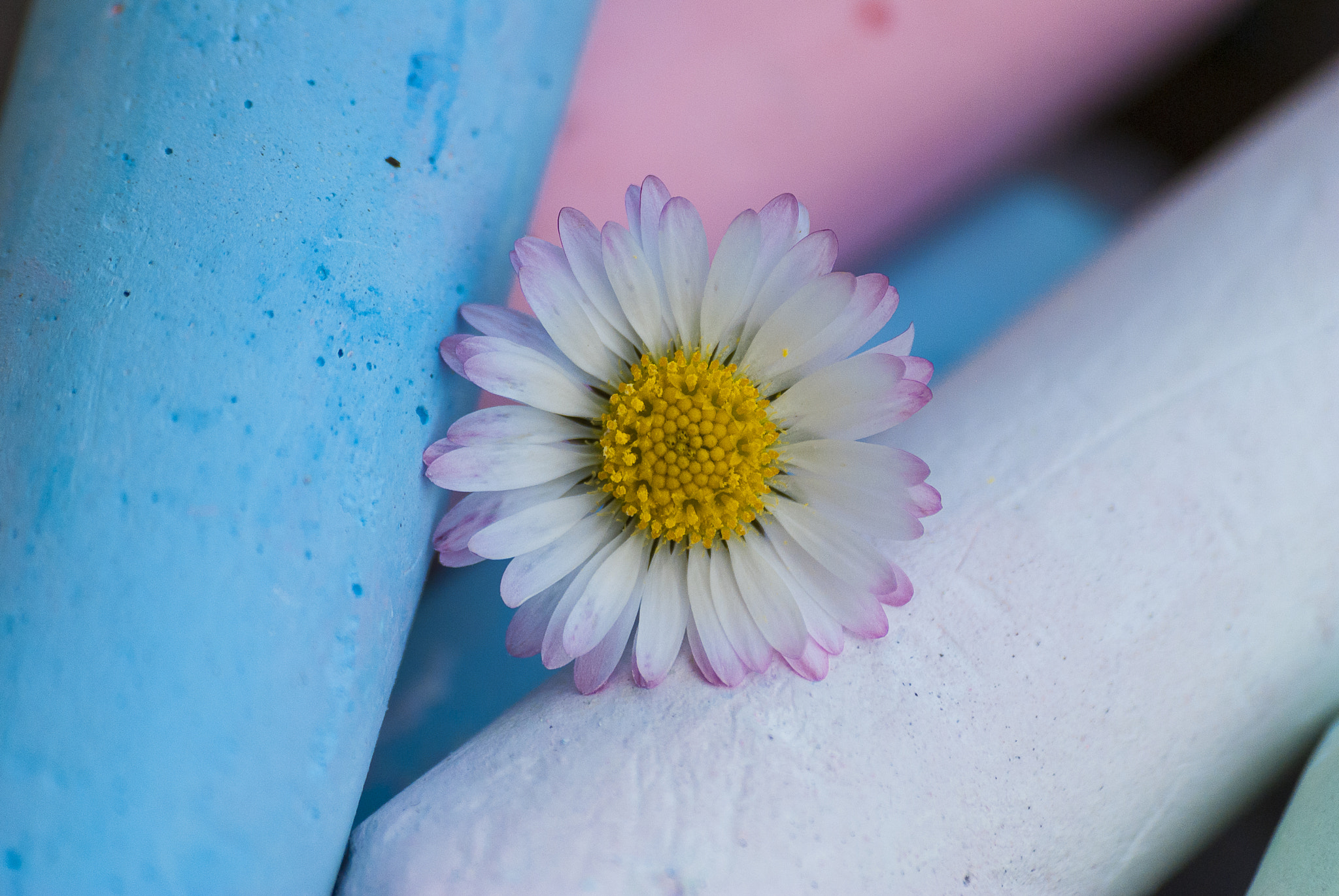 Sigma 70-300mm F4-5.6 APO DG Macro sample photo. Daisy photography