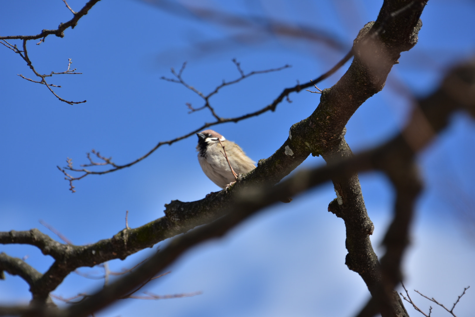 Nikon D7200 sample photo. Bird  photography