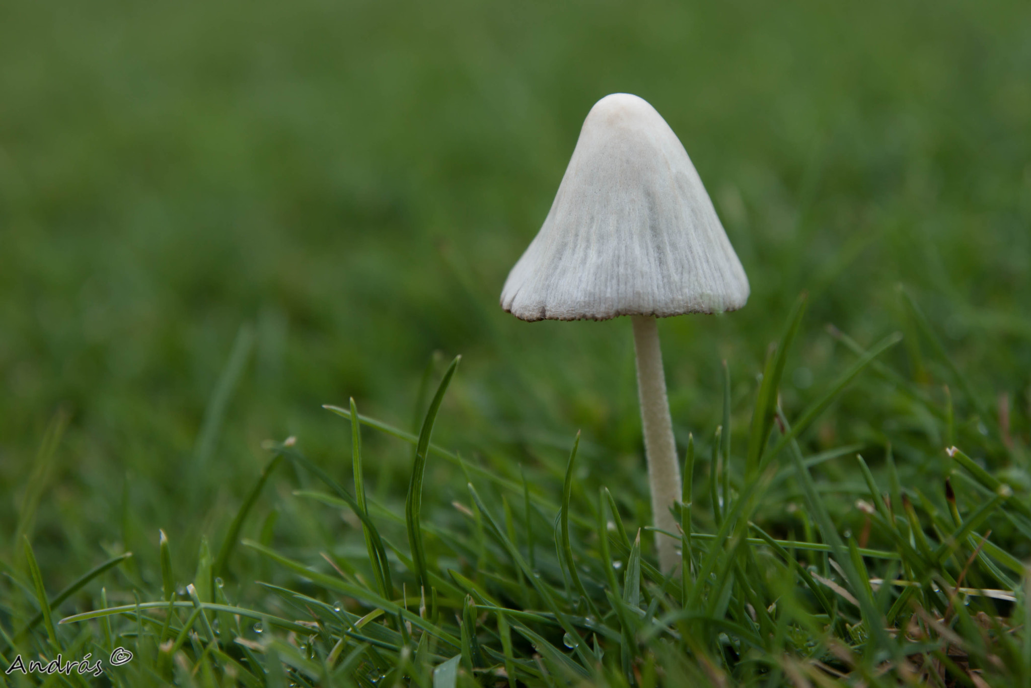 Tamron SP AF 17-50mm F2.8 XR Di II LD Aspherical (IF) sample photo. Mushroom photography