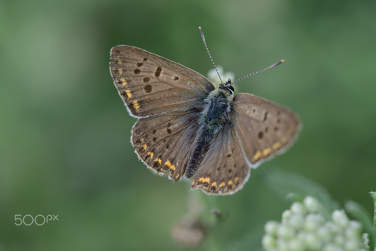 Nikon D800 sample photo. Gray butterfly photography