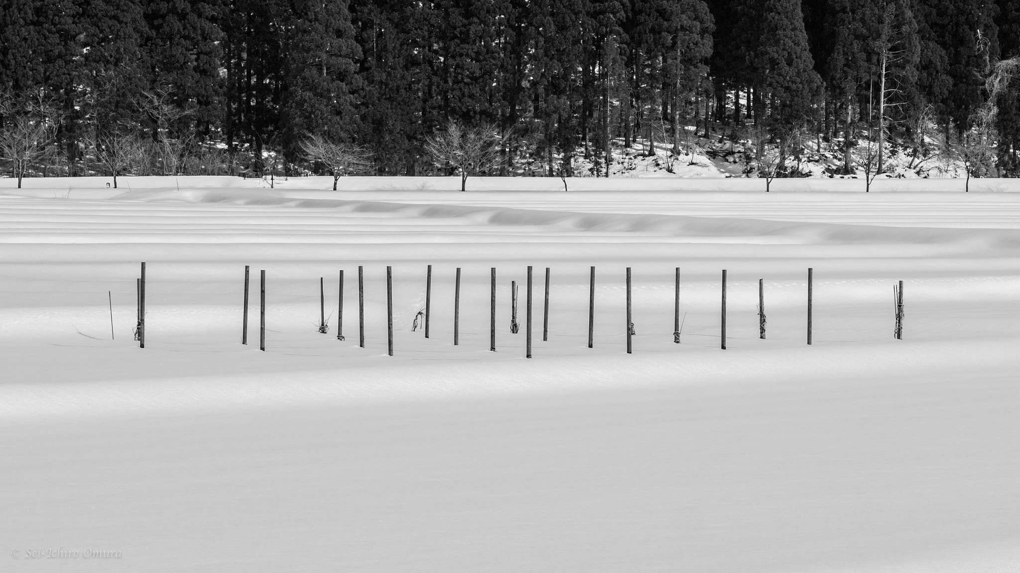 Panasonic Lumix DMC-GH4 + Olympus M.Zuiko Digital ED 40-150mm F2.8 Pro sample photo. Wooden sticks in the rice field photography