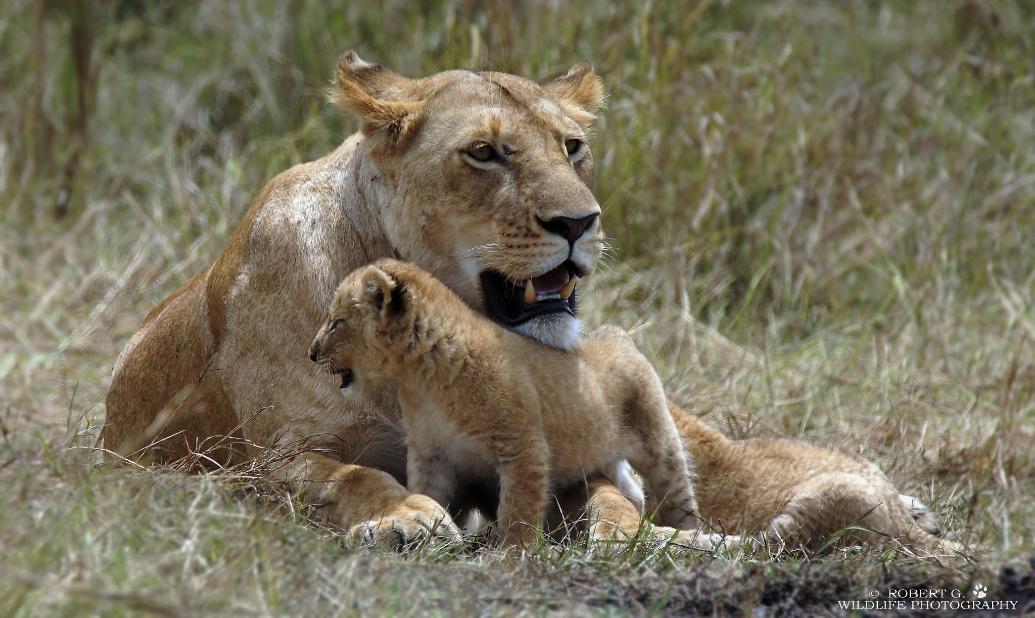 Sony SLT-A77 + Tamron SP 150-600mm F5-6.3 Di VC USD sample photo. Lion family  masai mara 2016 photography