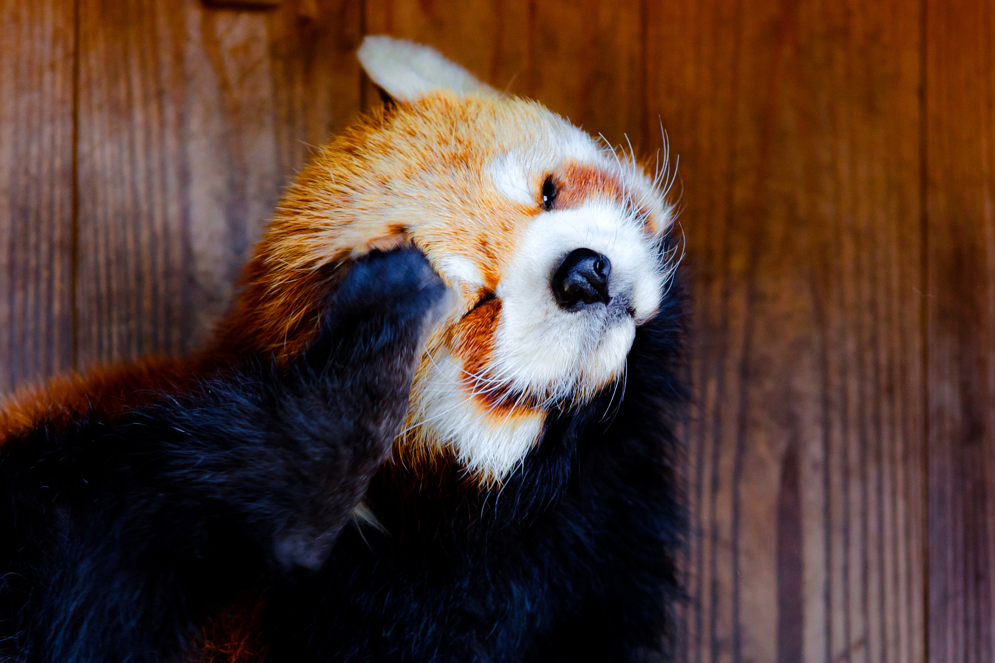 Sigma 70-200mm F2.8 EX DG OS HSM sample photo. Femal red panda, kinta of nogeyama zoo photography