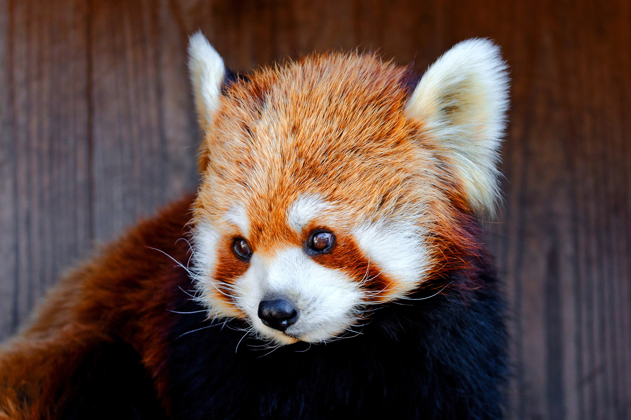 Nikon D7000 + Sigma 70-200mm F2.8 EX DG OS HSM sample photo. Femal red panda, kinta of nogeyama zoo photography
