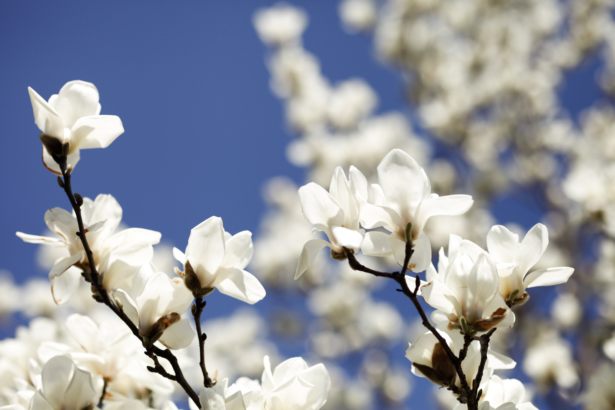 Canon EF 24mm F1.4L II USM sample photo