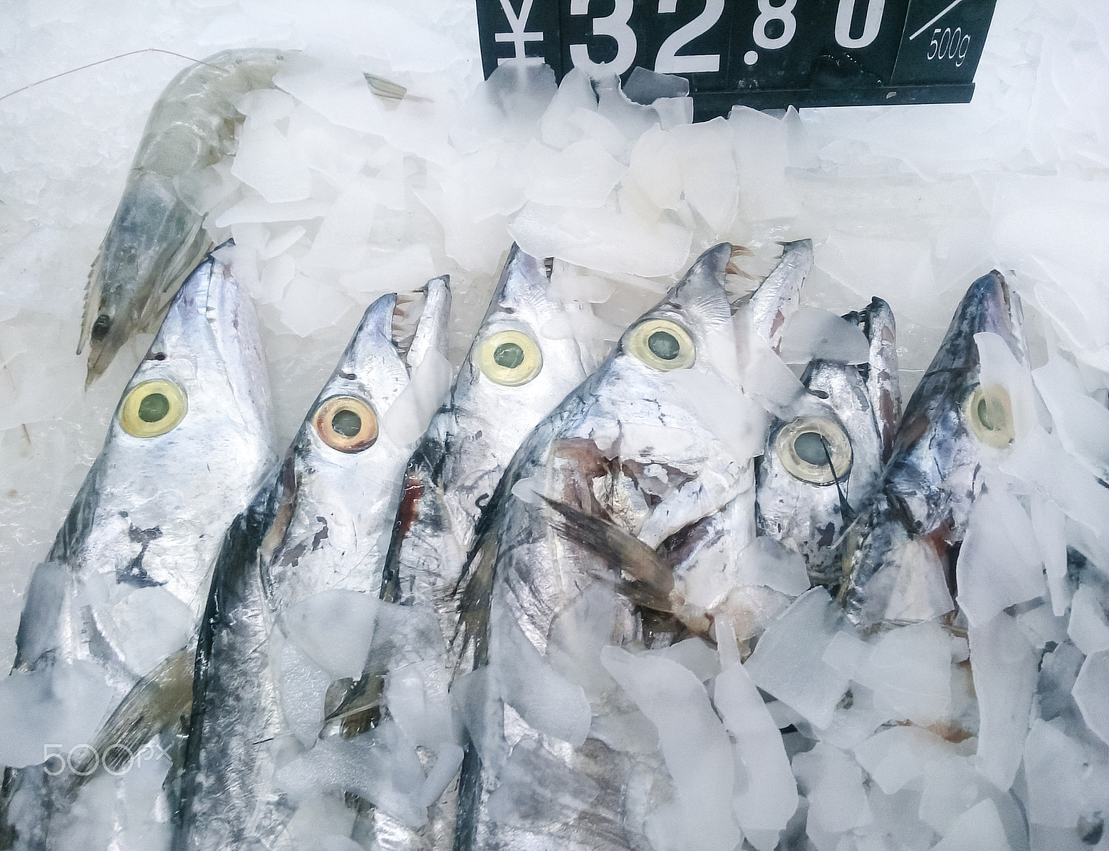 Sony Xperia Z Ultra sample photo. Freeze ribbon fishes photography