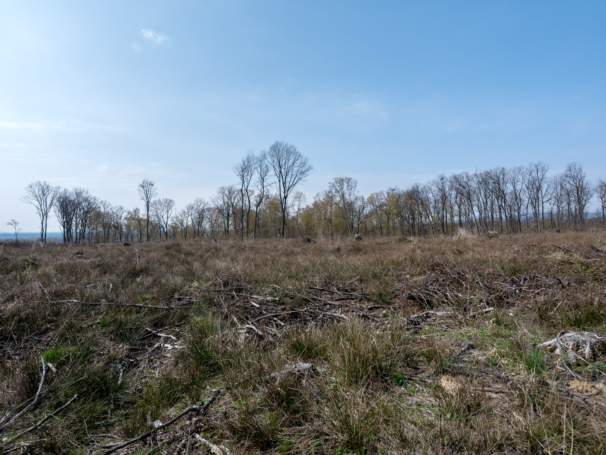 Panasonic Lumix DMC-GX7 sample photo. Forest no more march 2016. photography