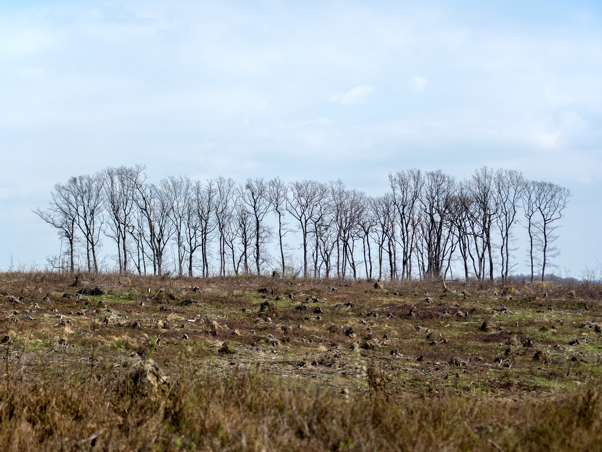 Panasonic Lumix DMC-GX7 + OLYMPUS DIGITAL 50-200mm Lens sample photo. Forest no more march 2016. photography