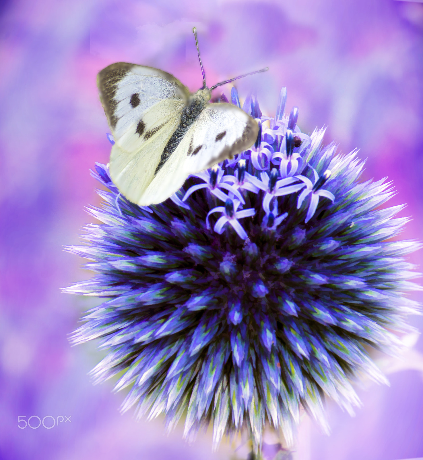 Pentax smc DA 50-200mm F4-5.6 ED WR sample photo. Butterfly photography