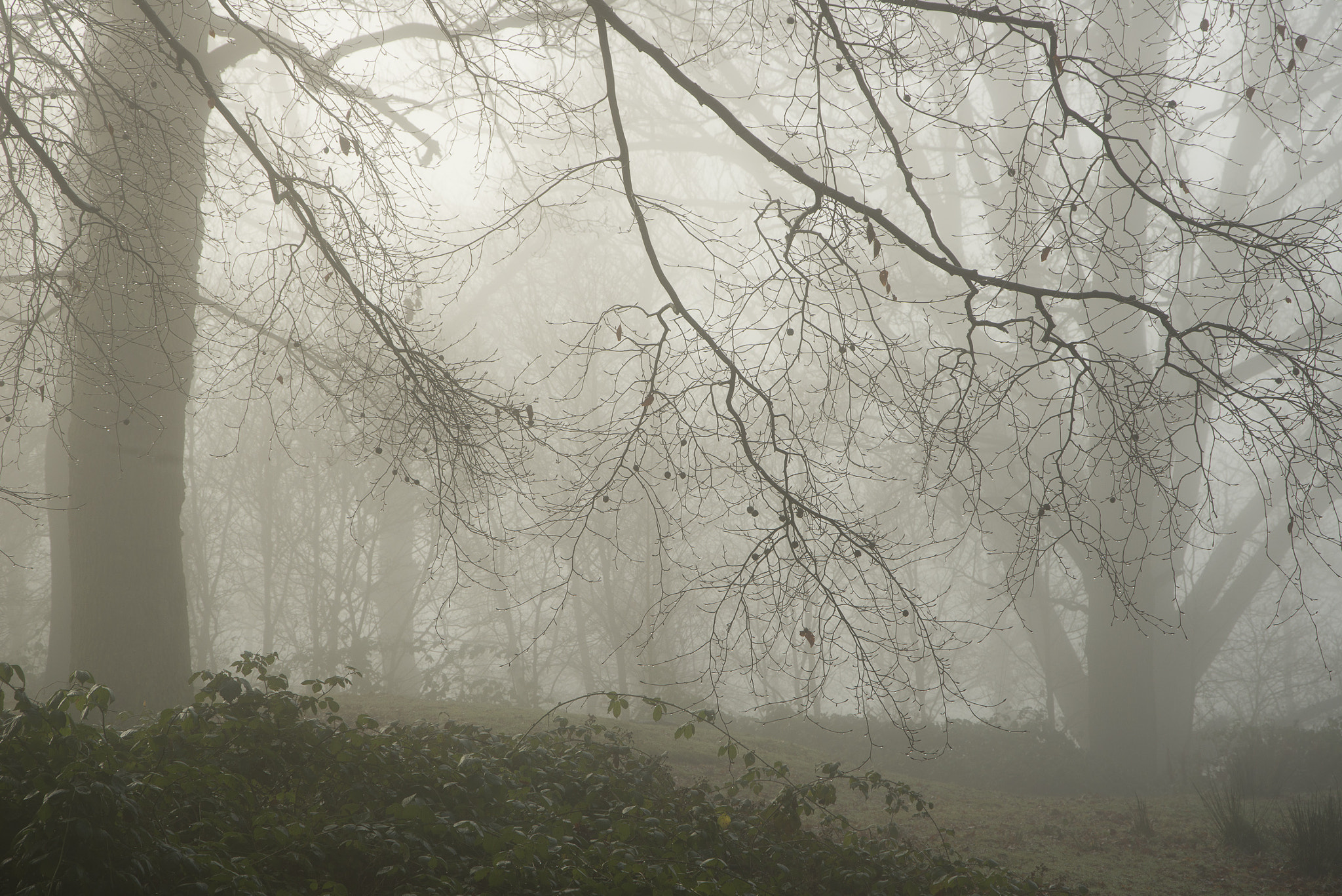 Nikon D800 sample photo. Pipers hill in the mist photography