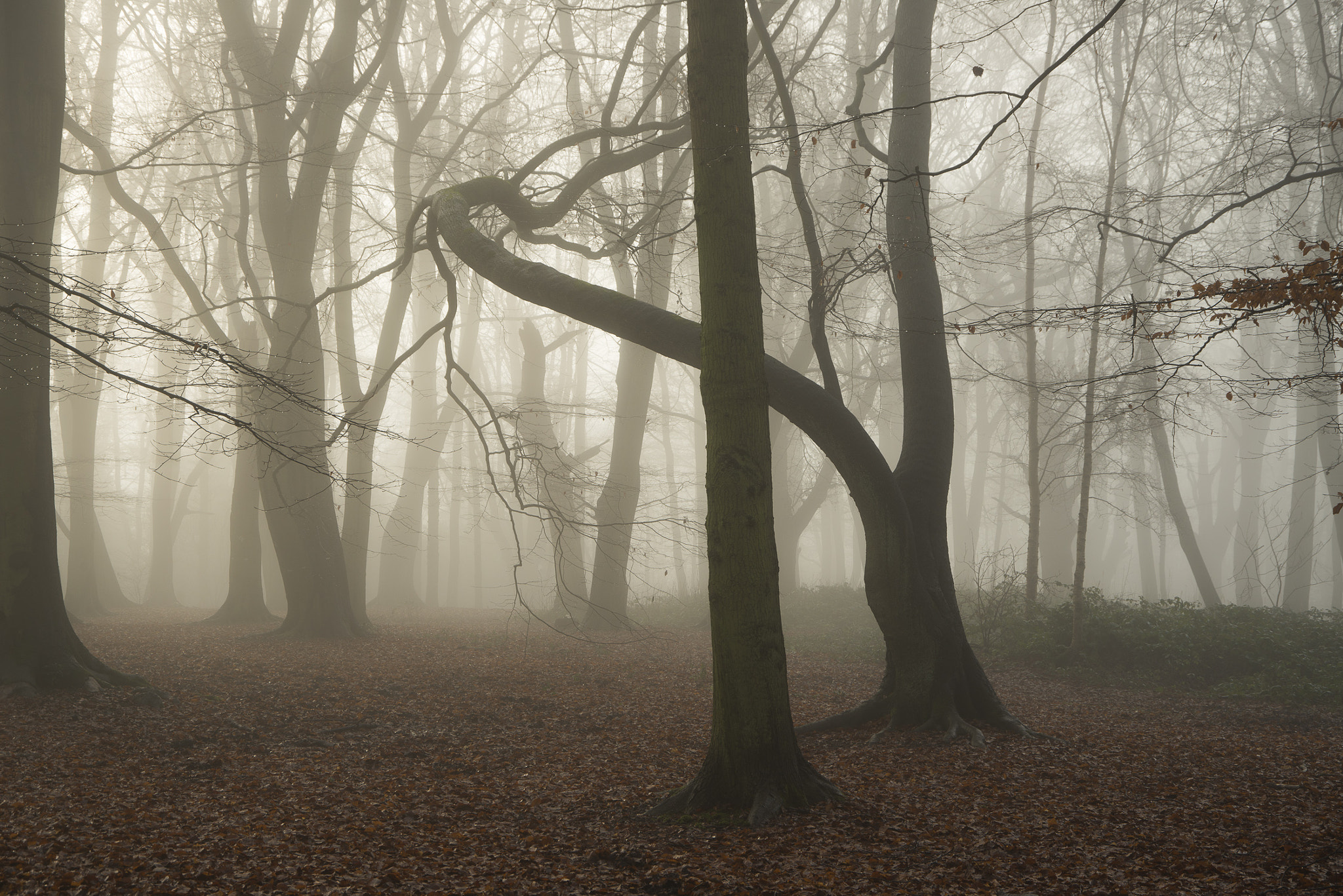 Nikon D800 sample photo. Pipers hill in the mist photography