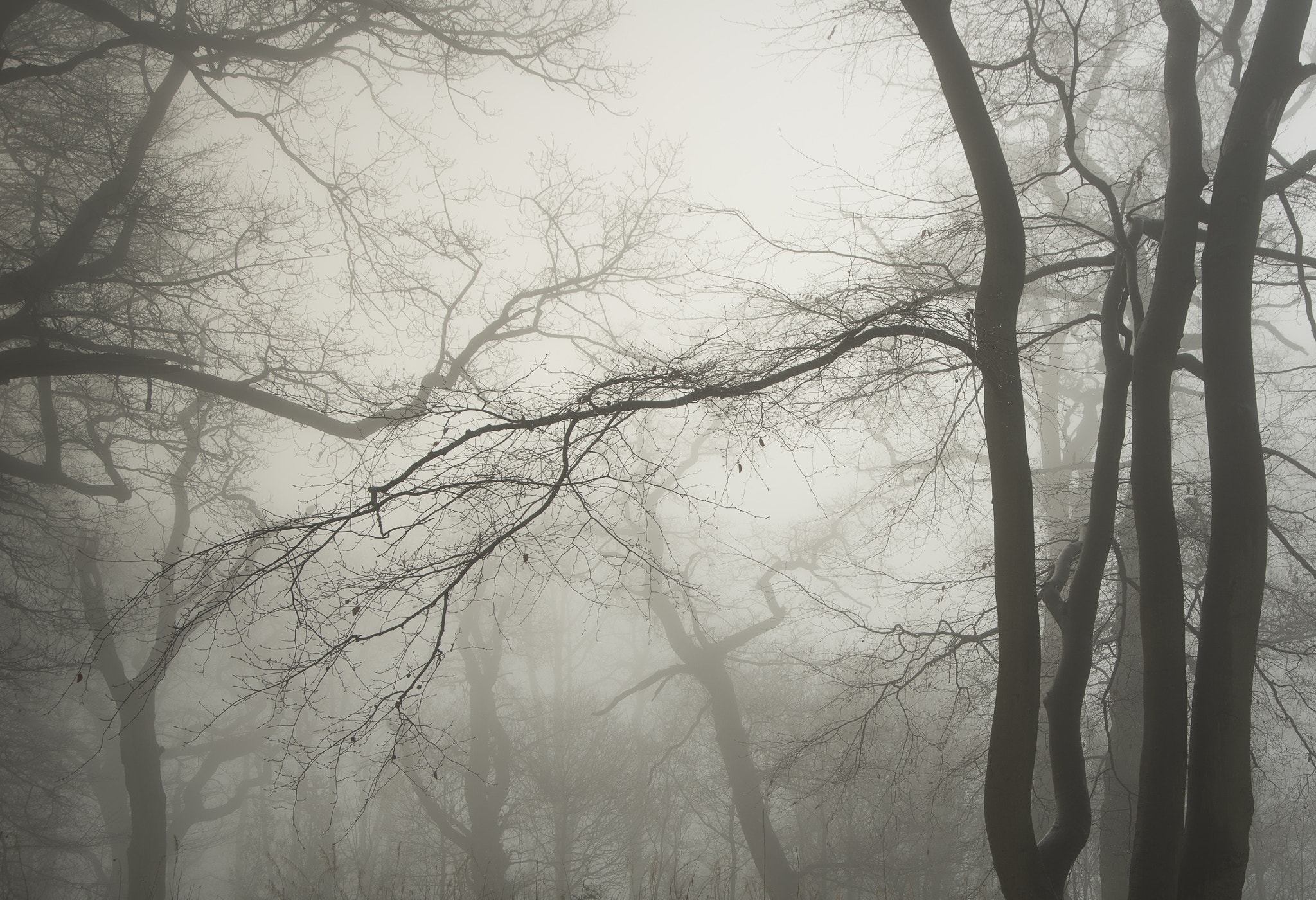 Nikon D800 sample photo. Pipers hill in the mist photography