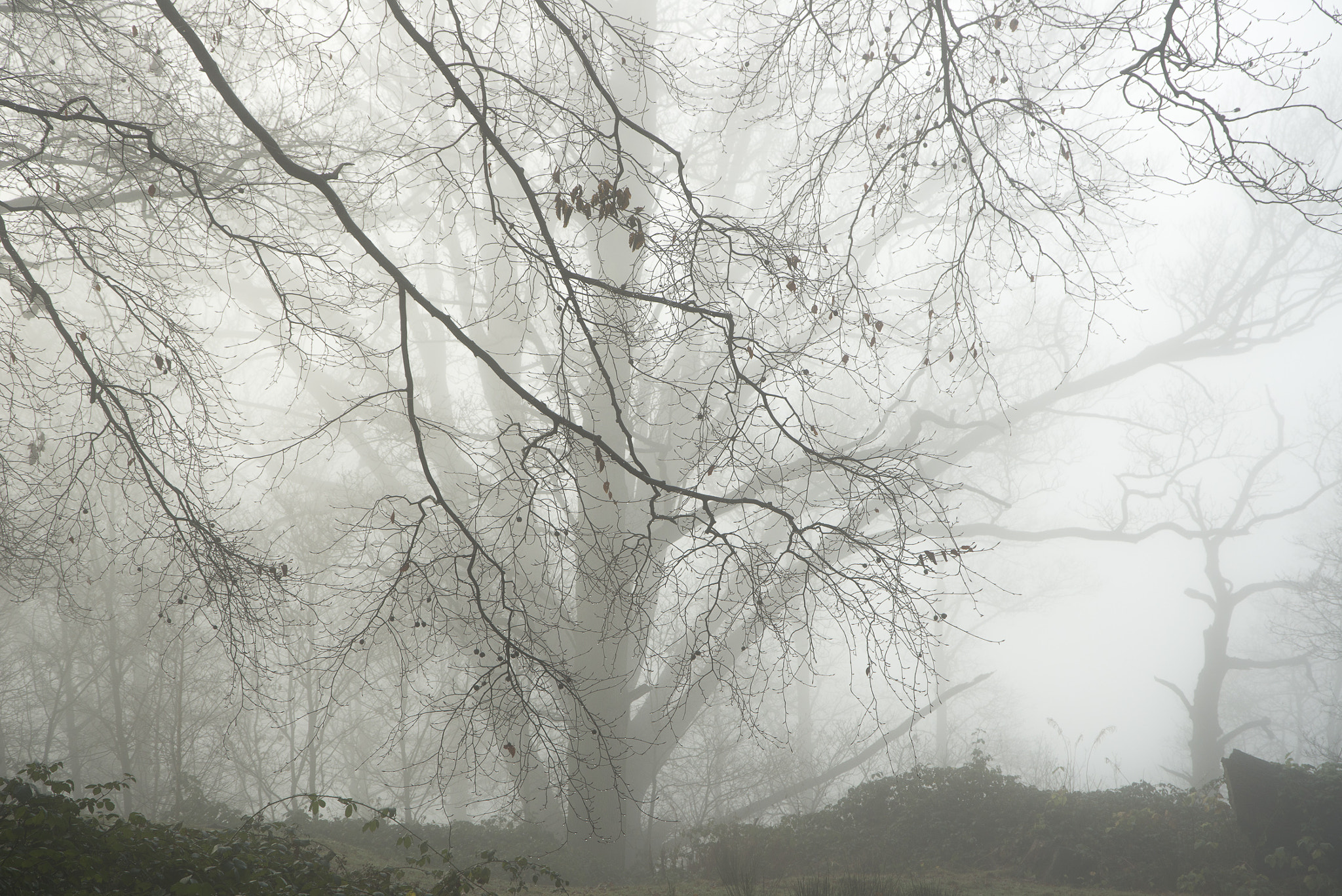 Nikon D800 sample photo. Pipers hill in the mist photography