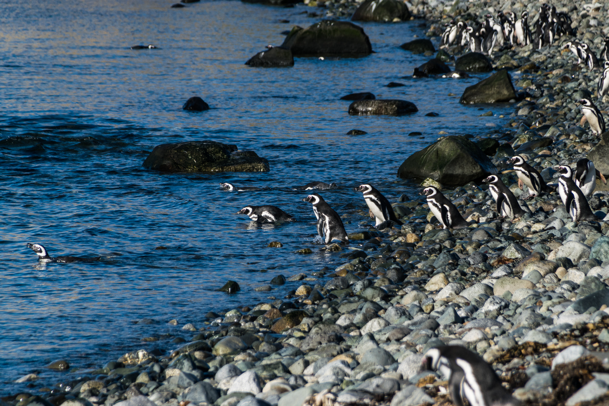 Sigma 18-250mm F3.5-6.3 DC Macro OS HSM sample photo. Penguins! photography