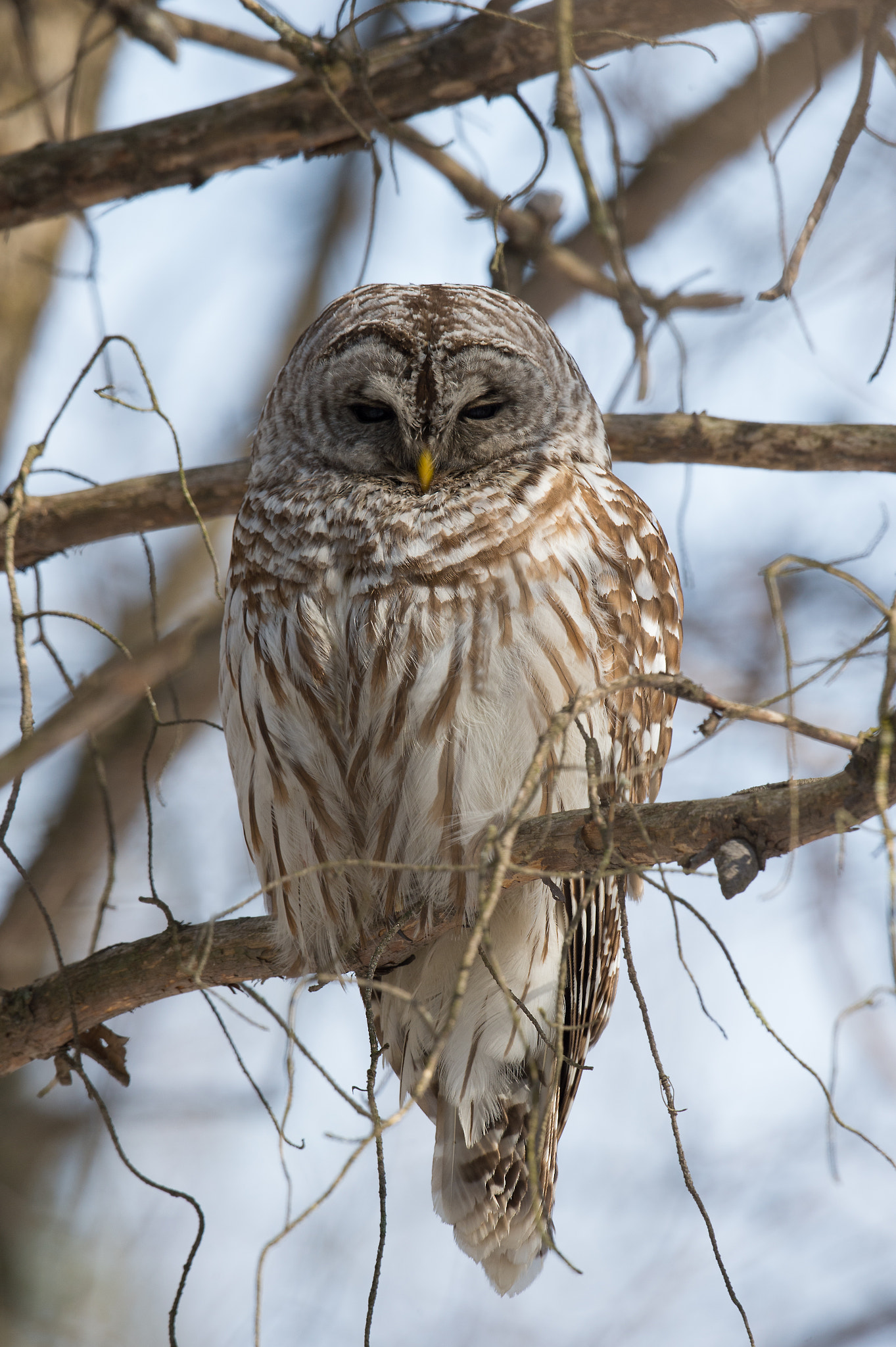Nikon AF-S Nikkor 800mm F5.6E FL ED VR sample photo. Chouette rayee, strix varia, barred owl photography