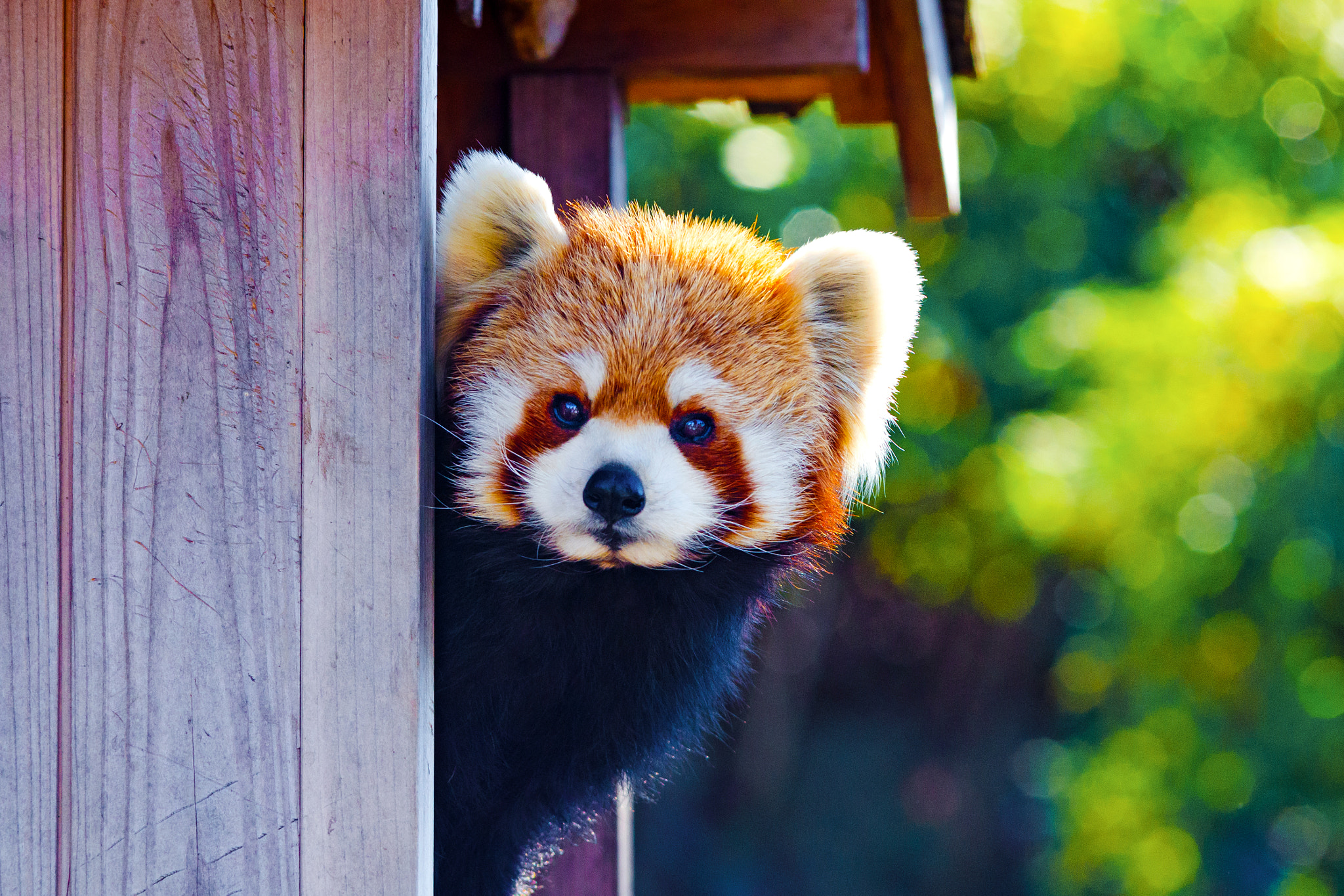 Nikon D7000 + Sigma 70-200mm F2.8 EX DG OS HSM sample photo. Femal red panda, kinta of nogeyama zoo photography