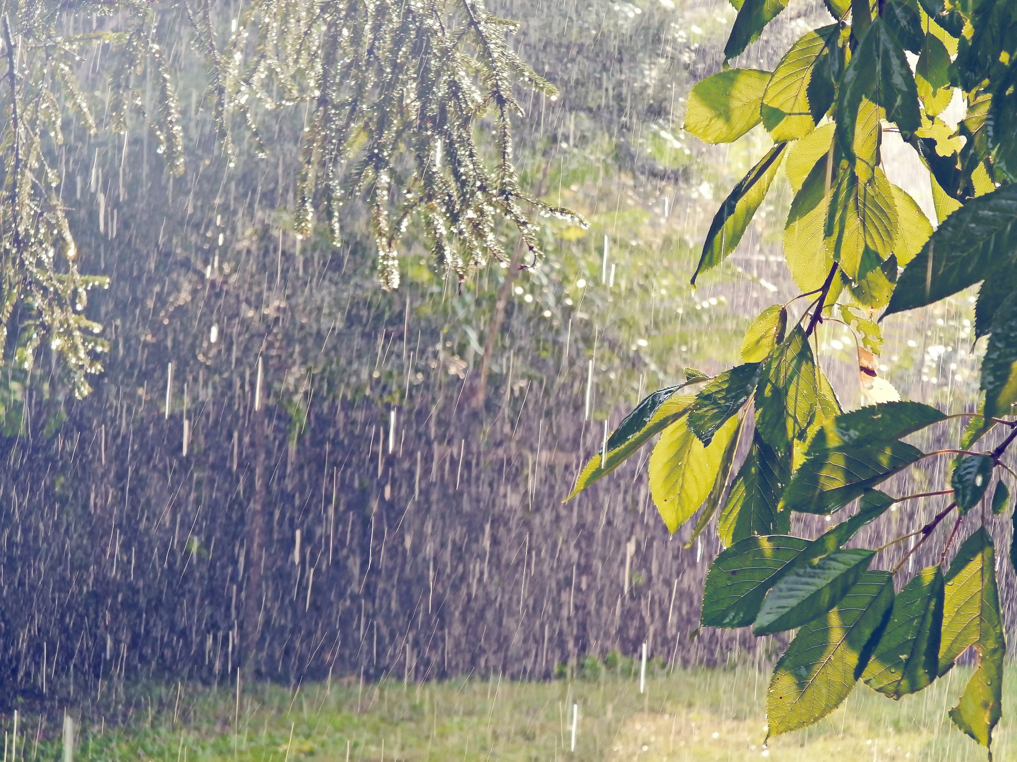 Olympus SP-620UZ sample photo. Summer rain in the countryside 2 photography